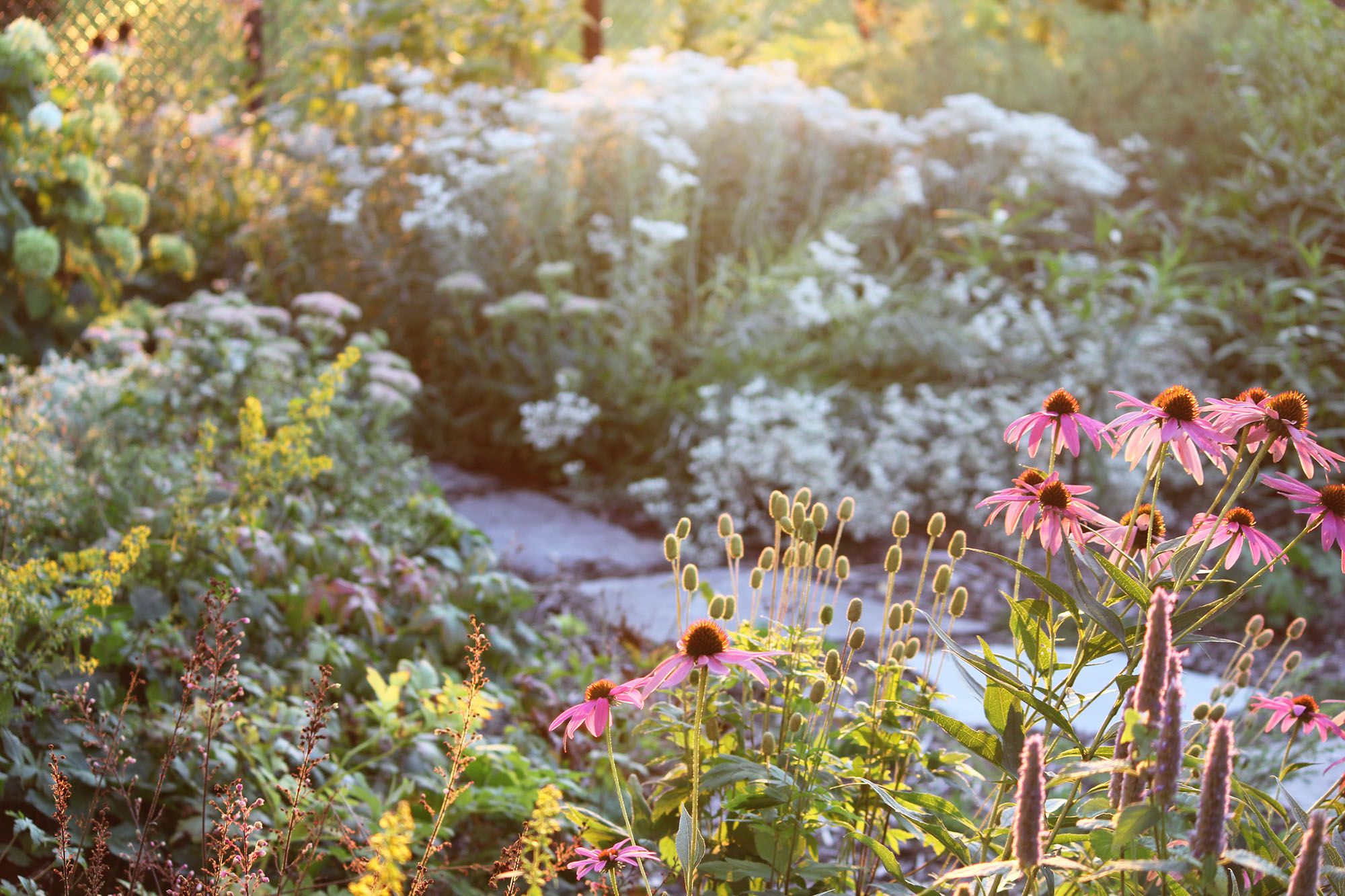 A native plant garden in Ontario with late-afternoon sunlight hitting the flowers