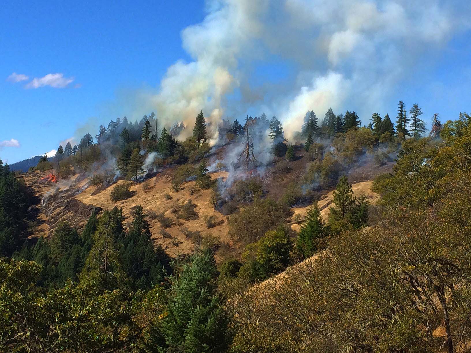 A tree-covered hillside with smoke rising from it