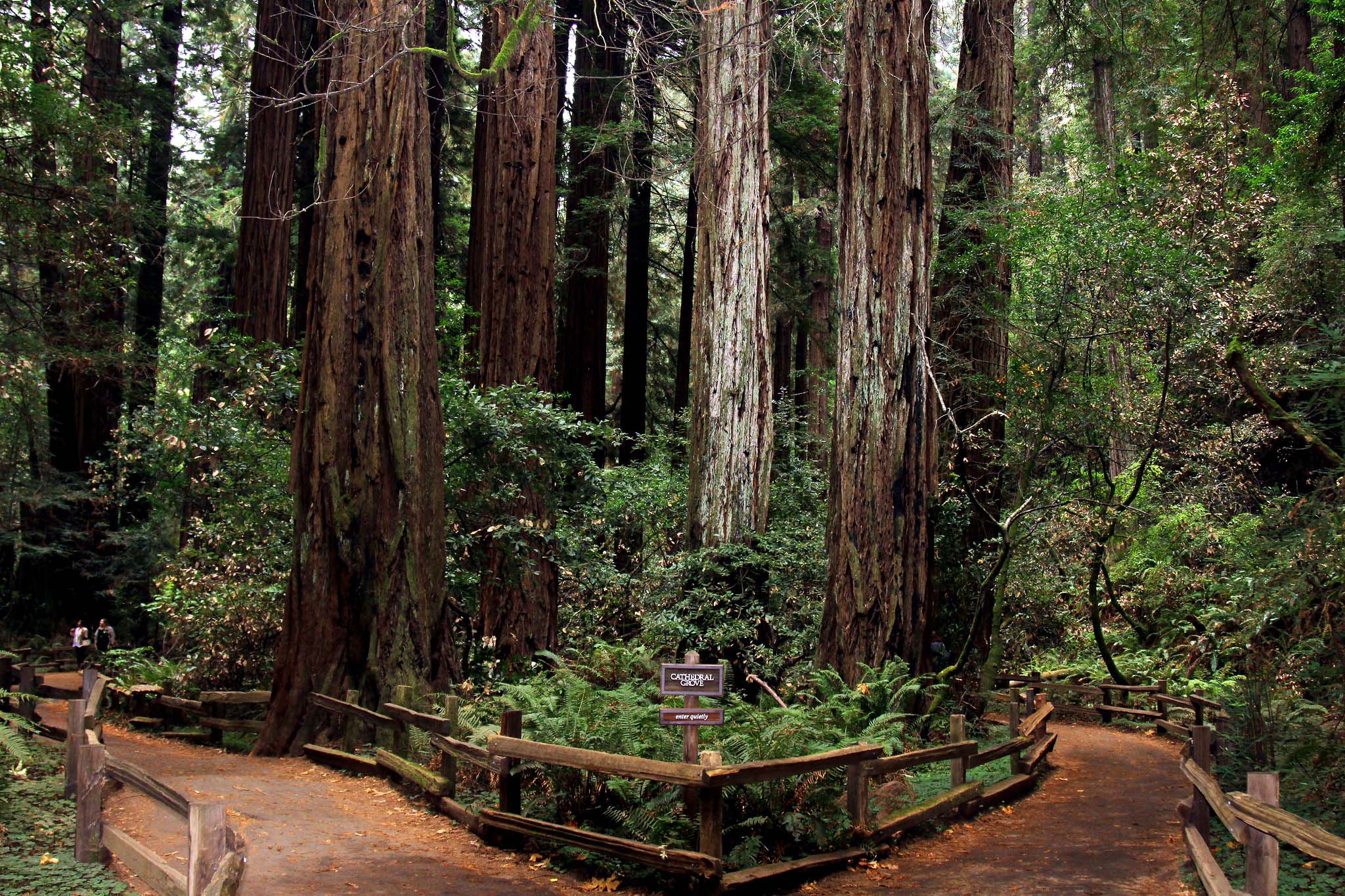 A dirt path with wooden fences on either side winding through a redwood forest