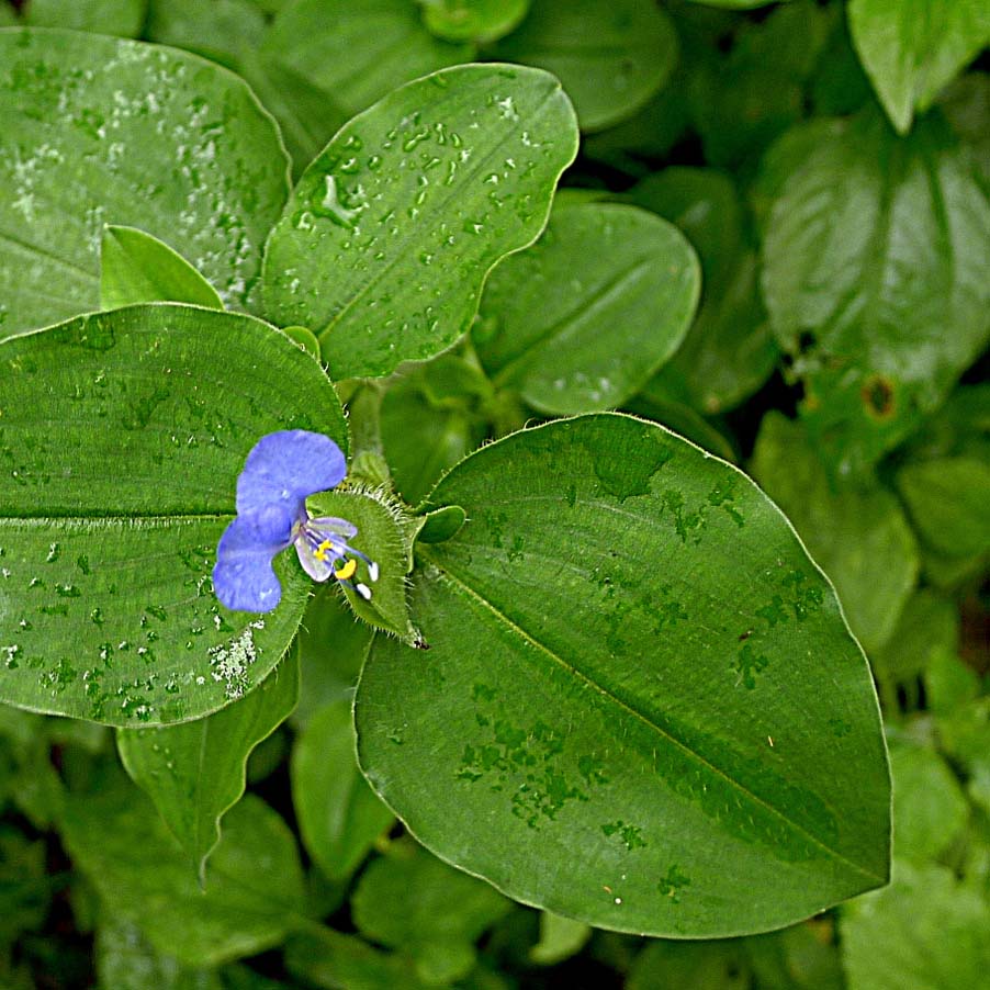 Top-down view of a green plant with wide leaves, with a single purple flower