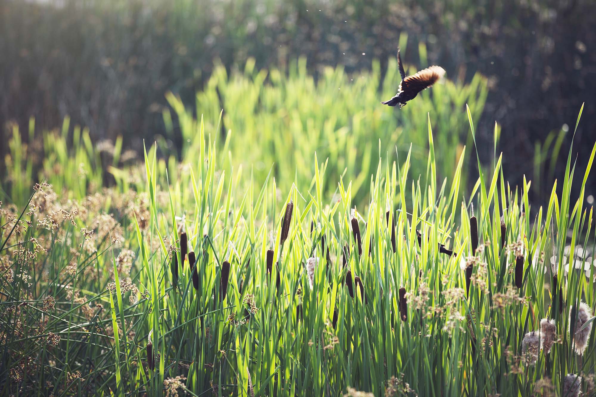A bird in flight above plants, on a sunny day