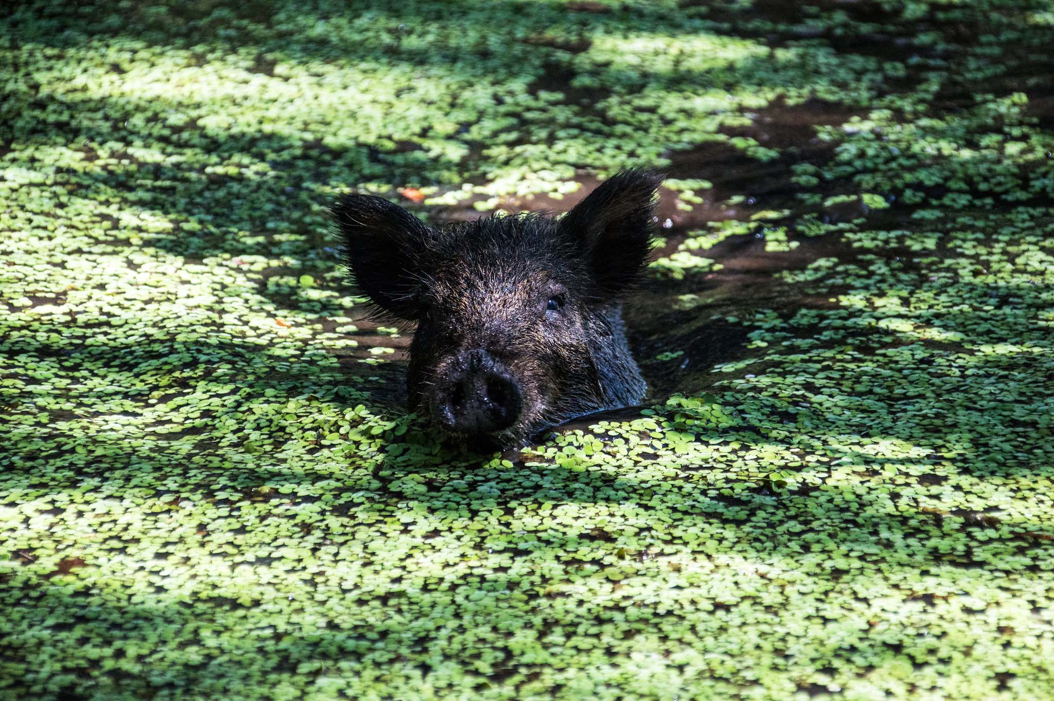A dark-coloured wild boar swimming toward the camera through water covered in green plant debris