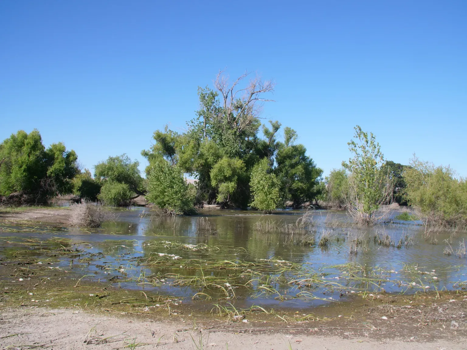 Clusters of trees surrounded by floodwaters with a bright blue sky beyond