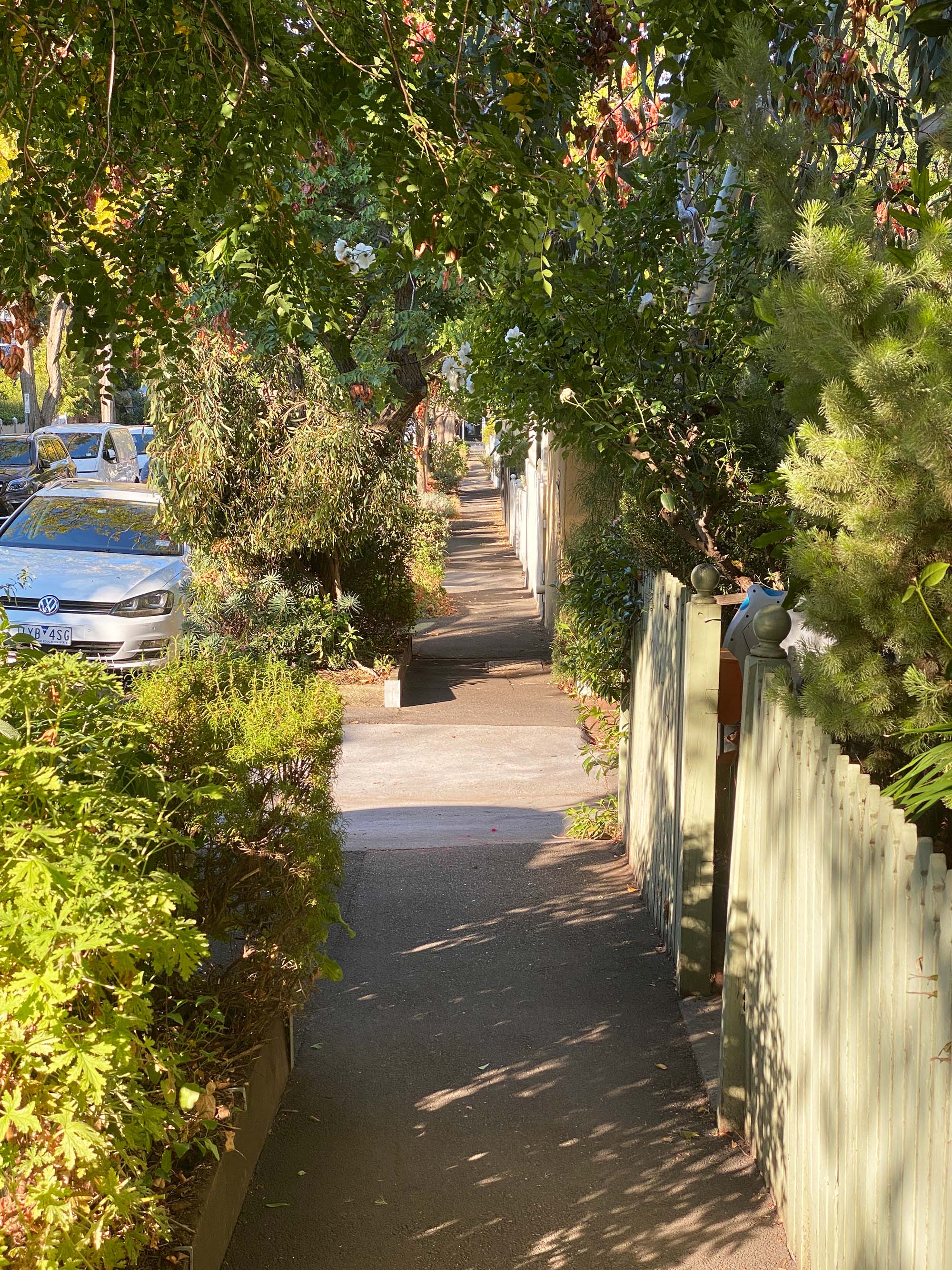 View along a sidewalk with plants alongside and trees above