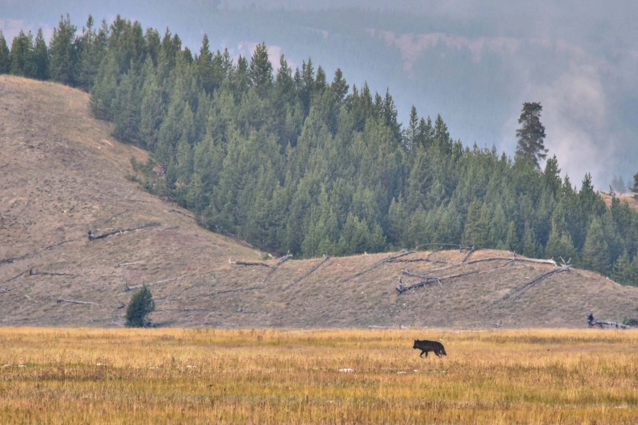 Landscape view of a wolf crossing a golden grassy plain with trees and mountains beyond