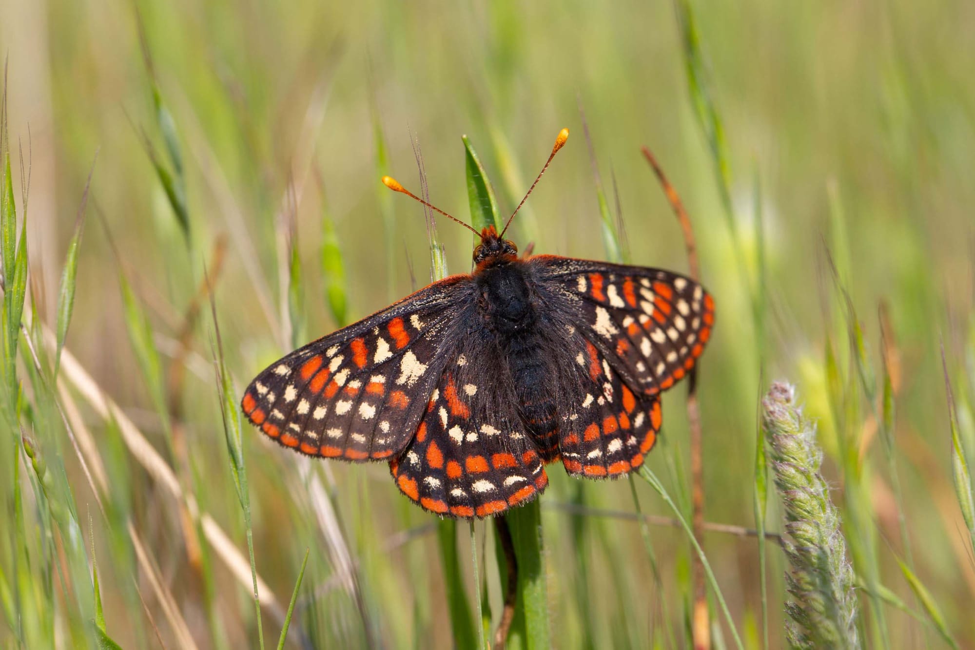 A black, orange and cream butterfly on grass