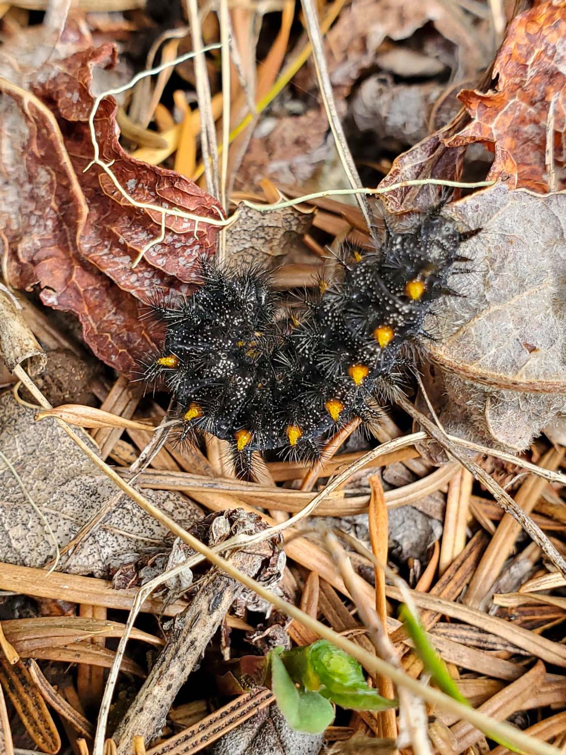 A black and orange caterpillar on forest debris