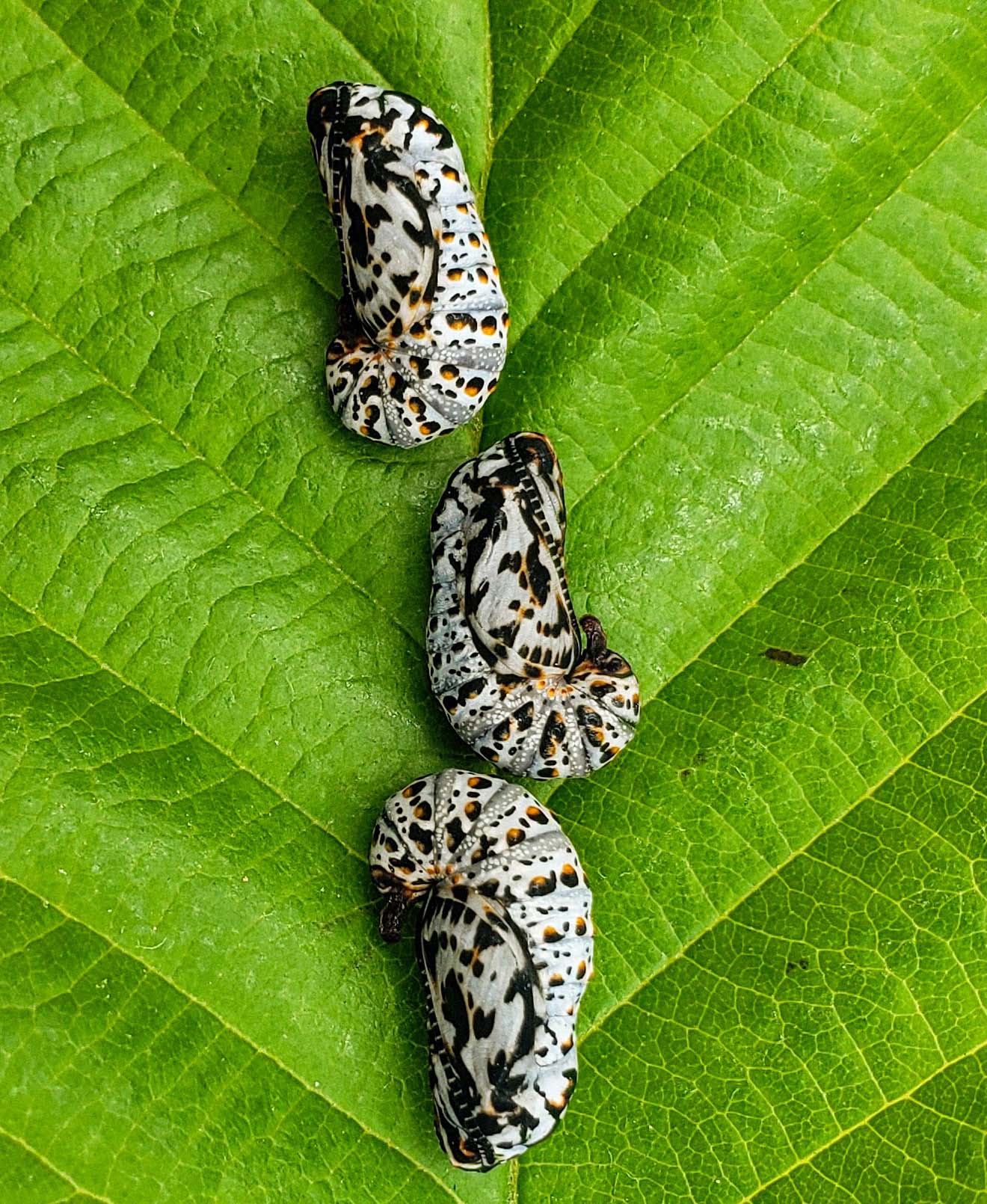 Three cream, orange and black chrysalises on a green leaf