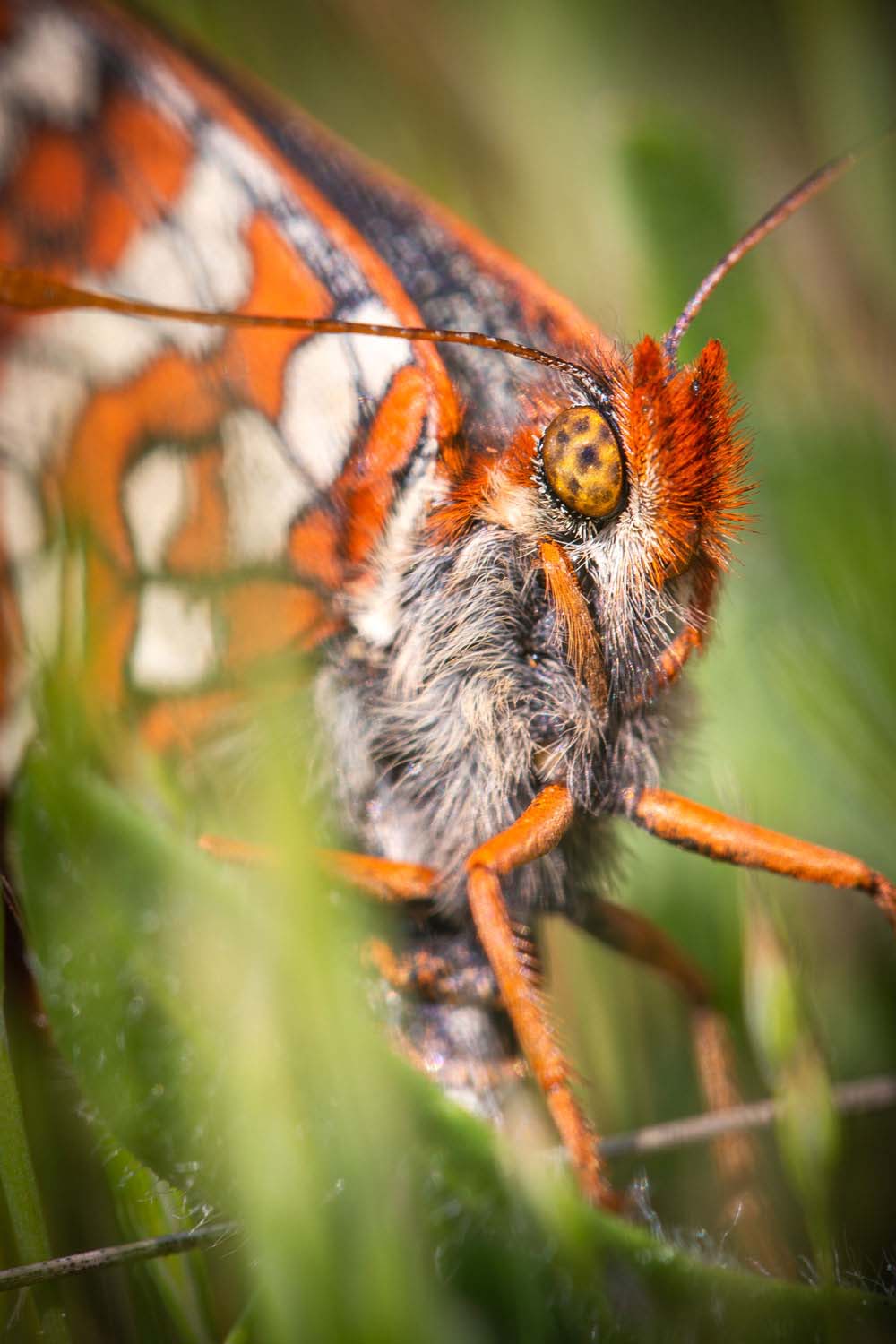Close-up of a butterfly's face