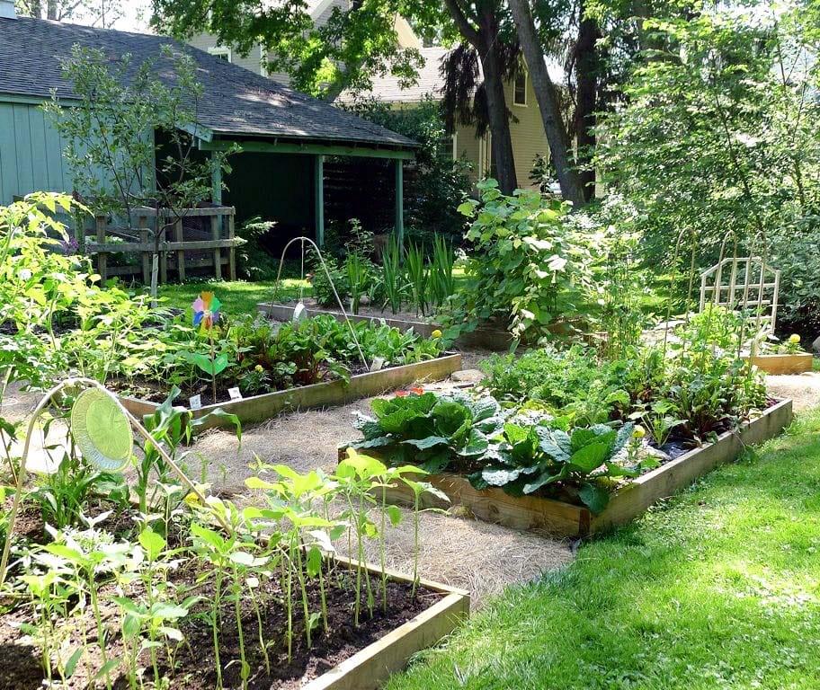 A yard with numerous raised beds and lawn on either side
