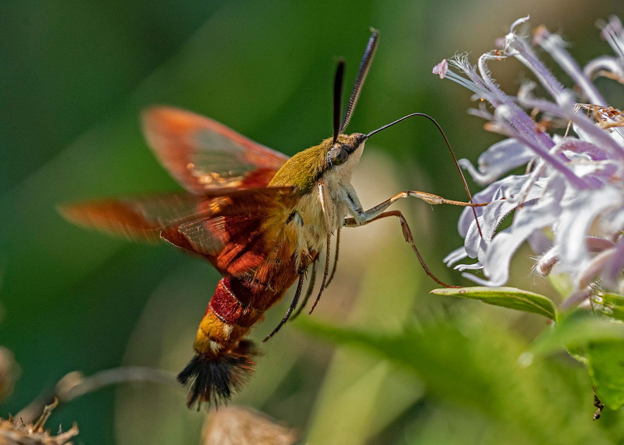 A large insect feeding on purple flowers