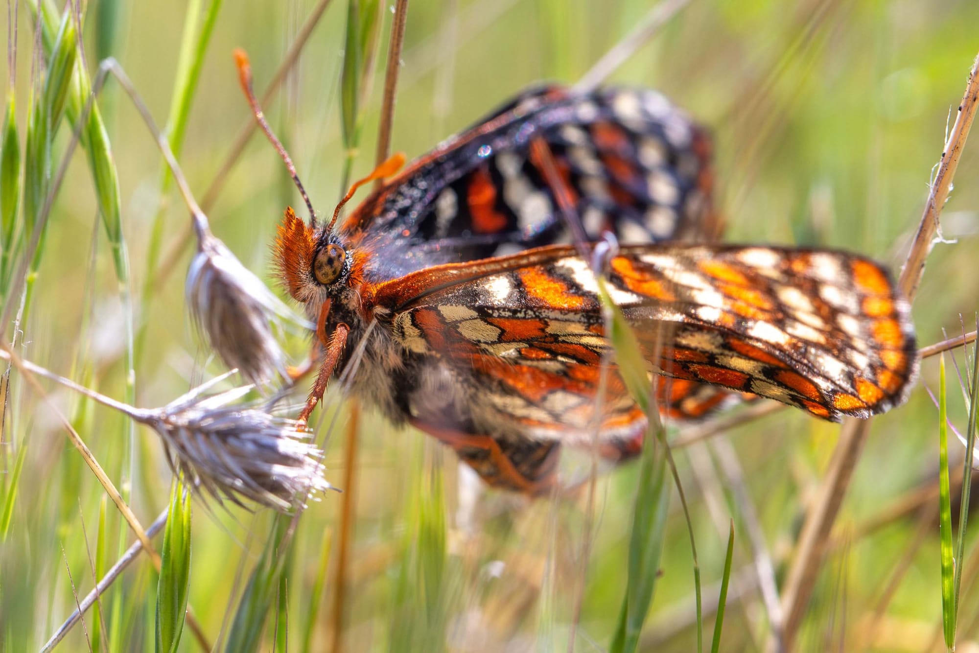 A butterfly resting amidst grass
