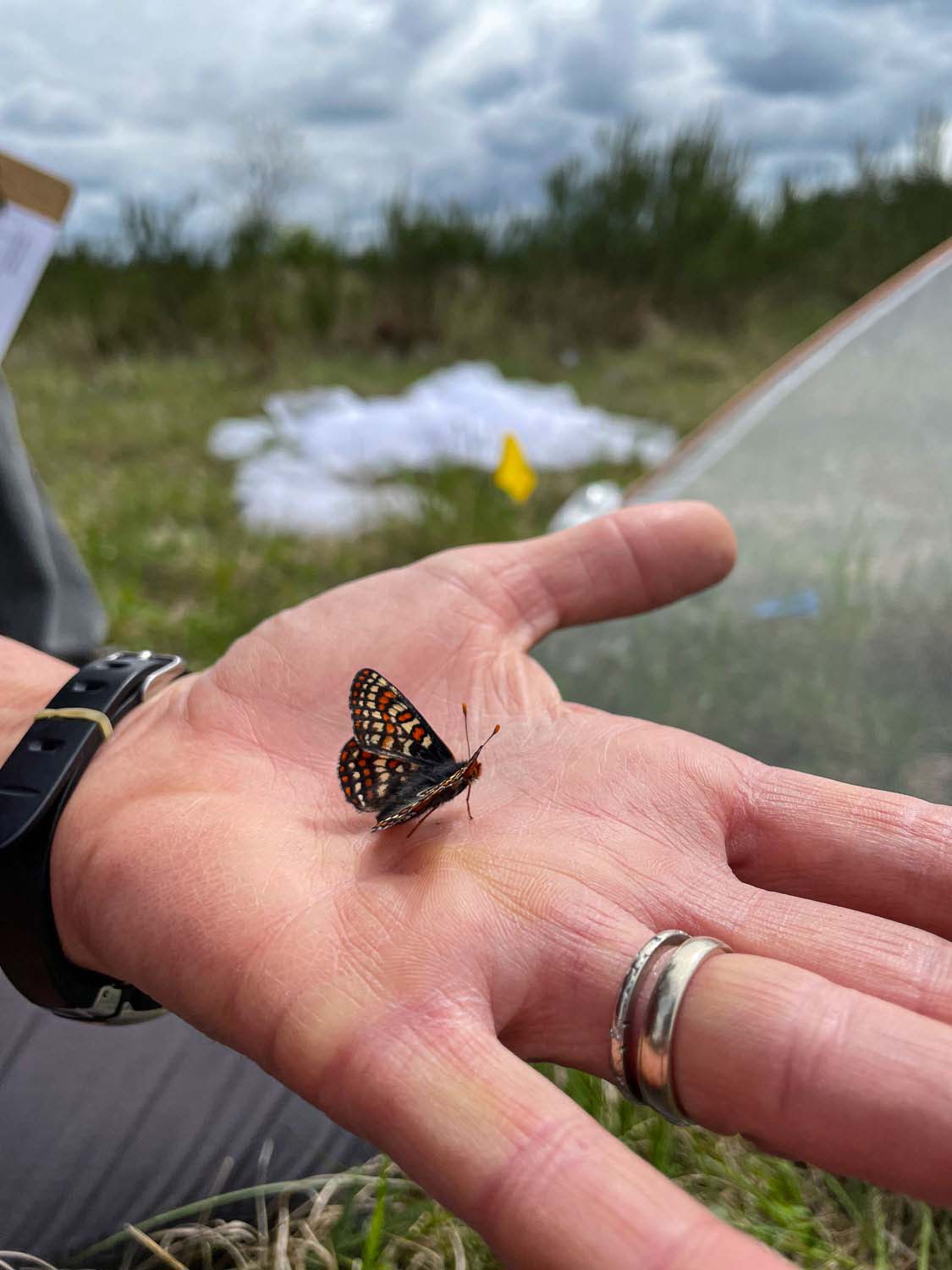 A butterfly resting on the palm of someone's hand, outdoors