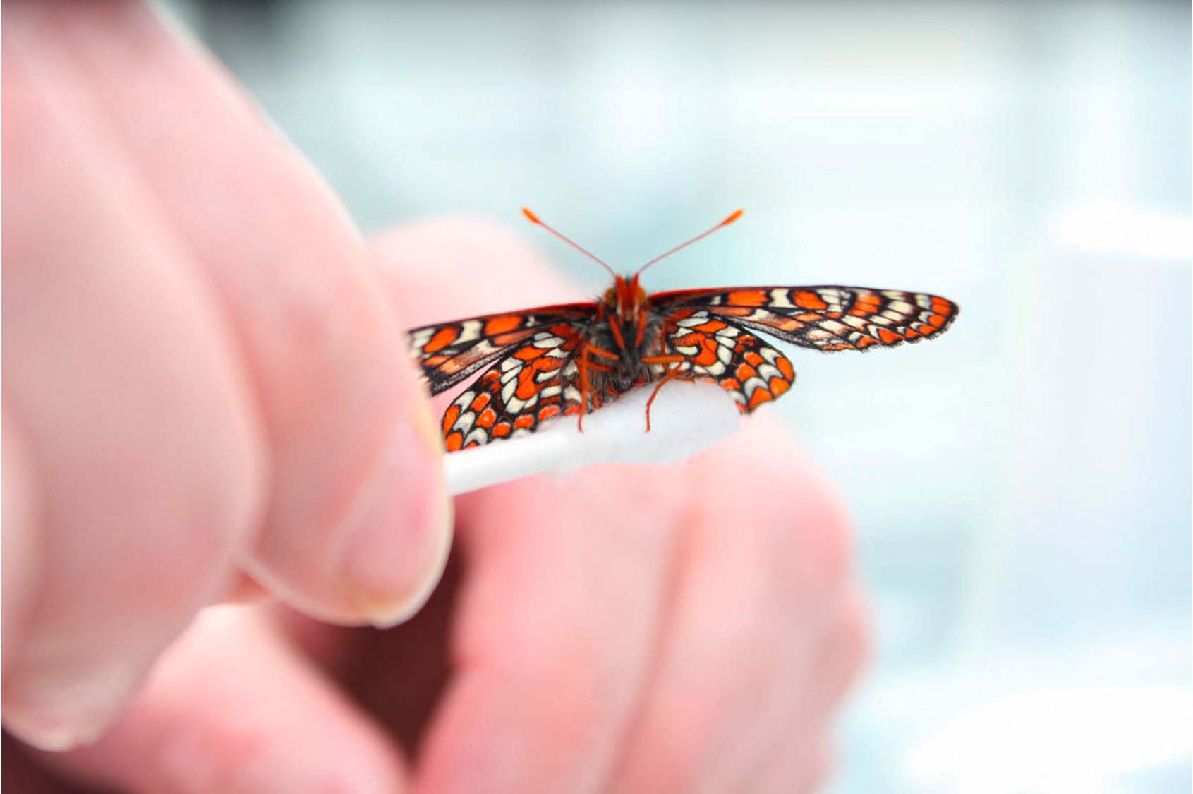 A hand holding a cotton swab with a bright coloured butterfly perched on it