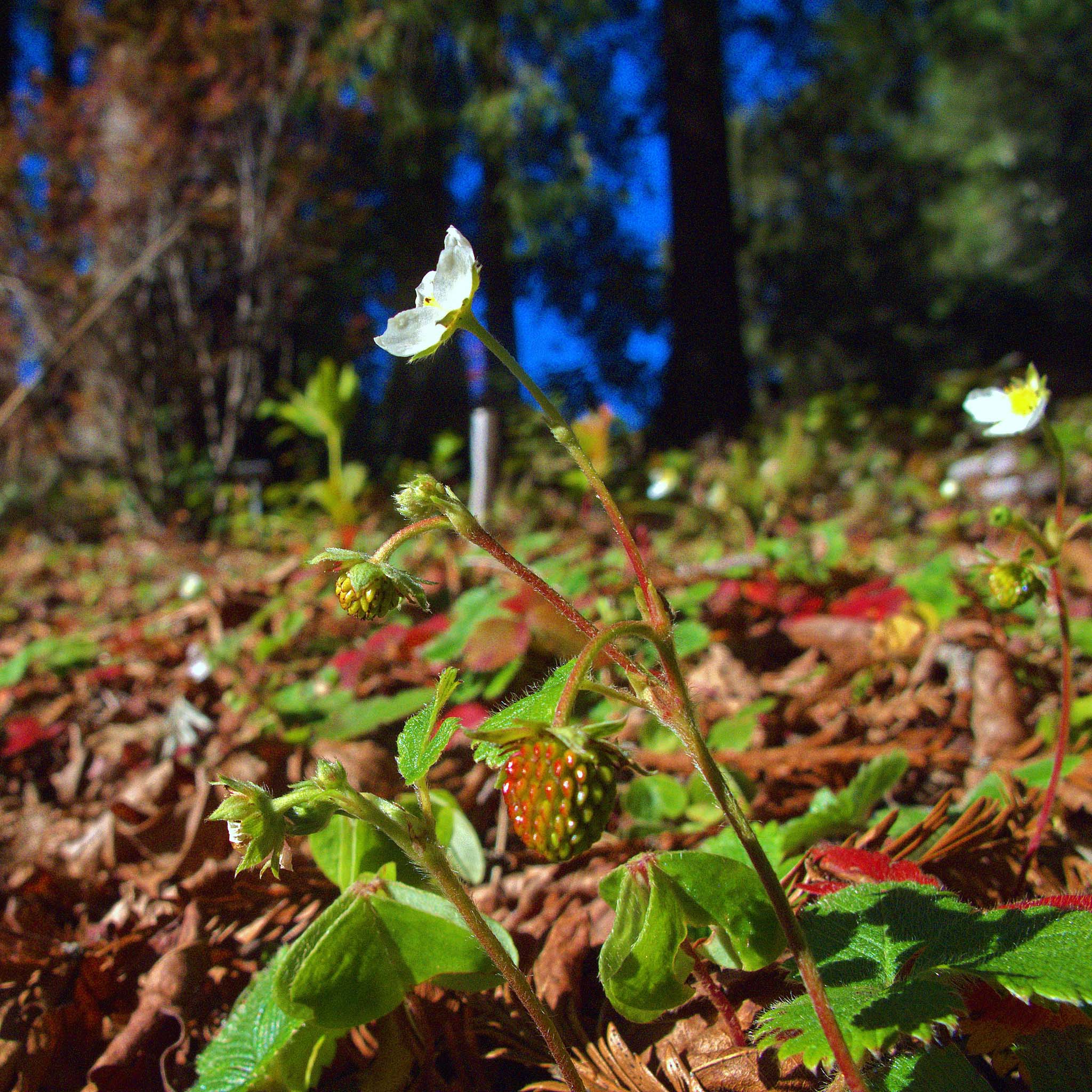 Wild strawberry flowers and berries growing as a ground cover near trees