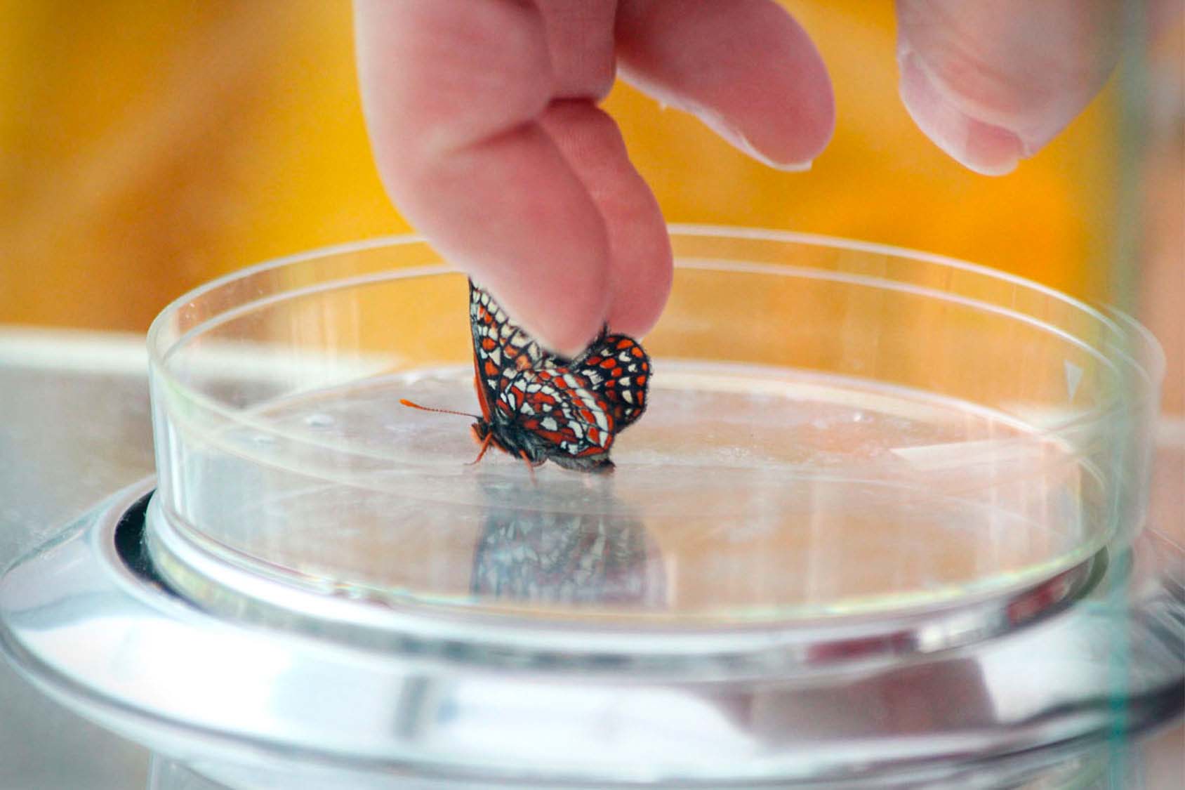 a hand placing a butterfly into a clear dish on a scale