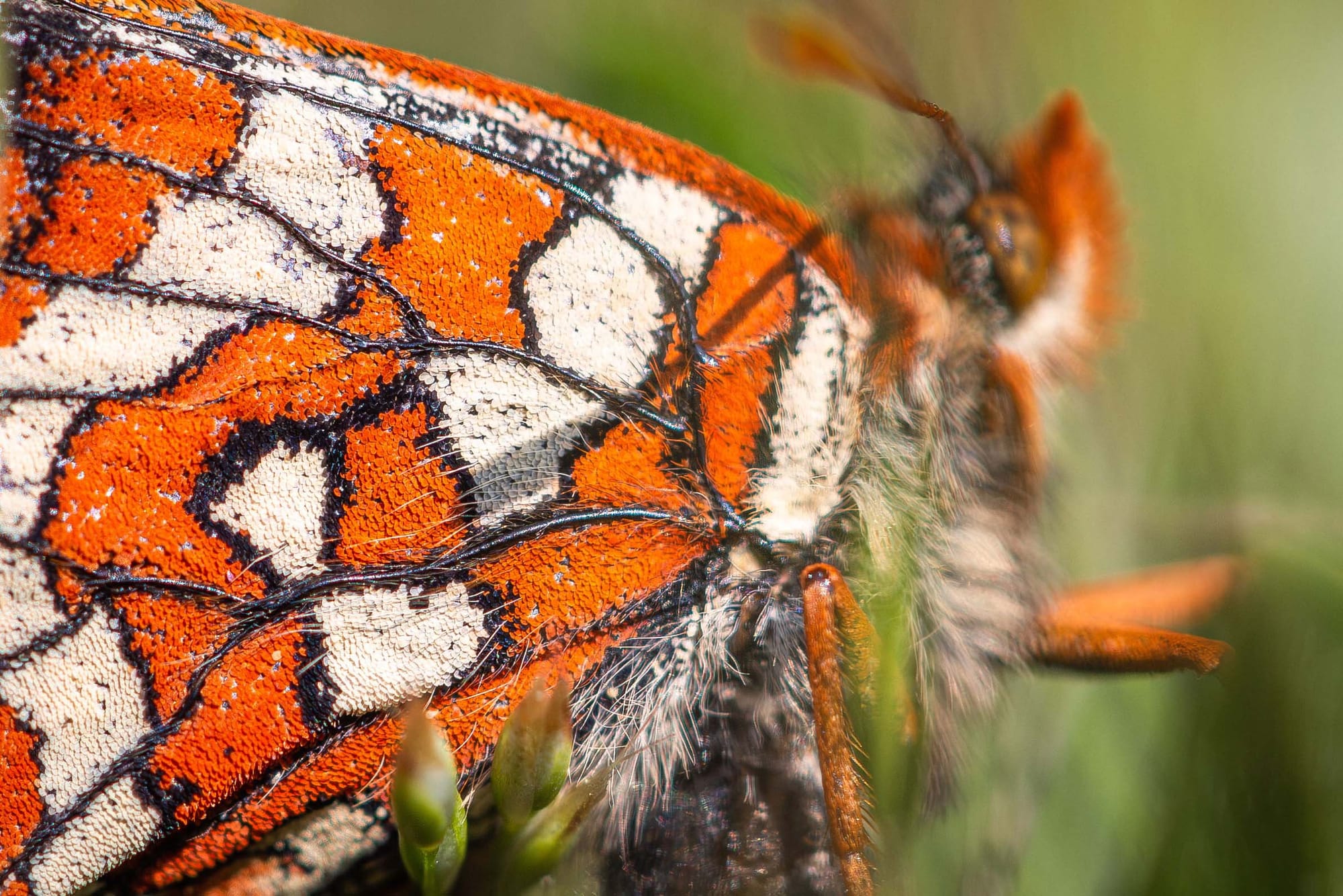 Close-up of butterfly wings showing scales that are reminiscent of sequins