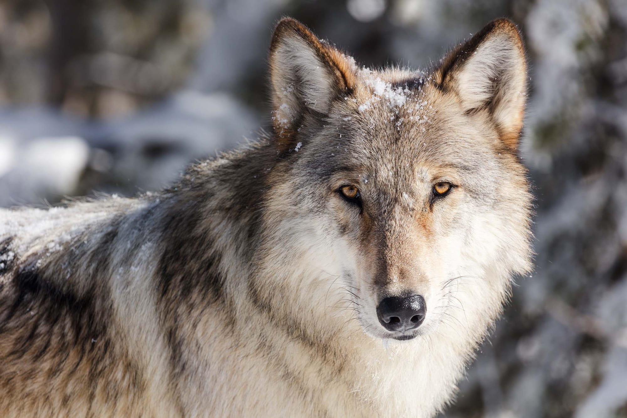 Close-up of a wolf looking at the camera