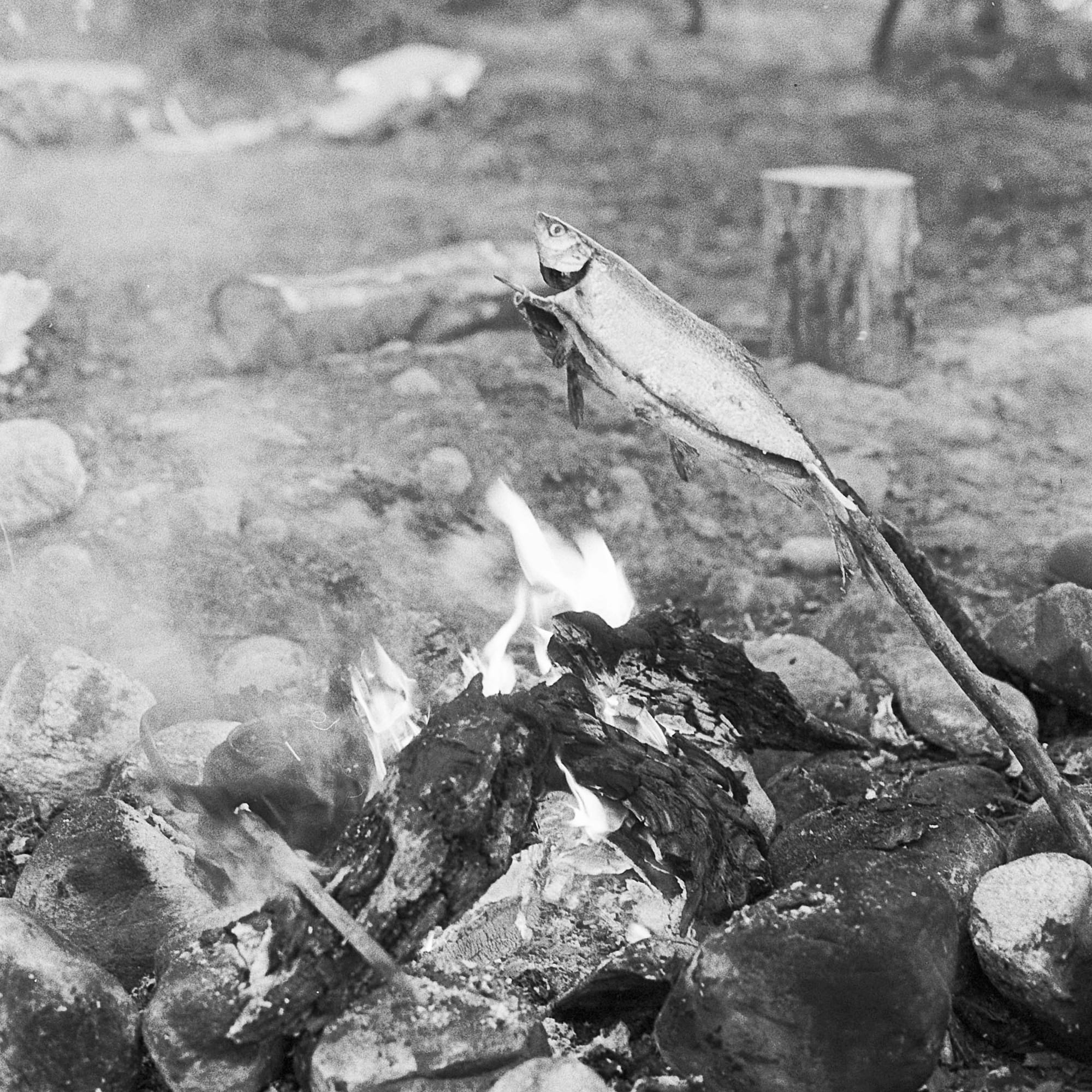 Black-and-white image of a fish being roasted outdoors over an open fire, on a stick
