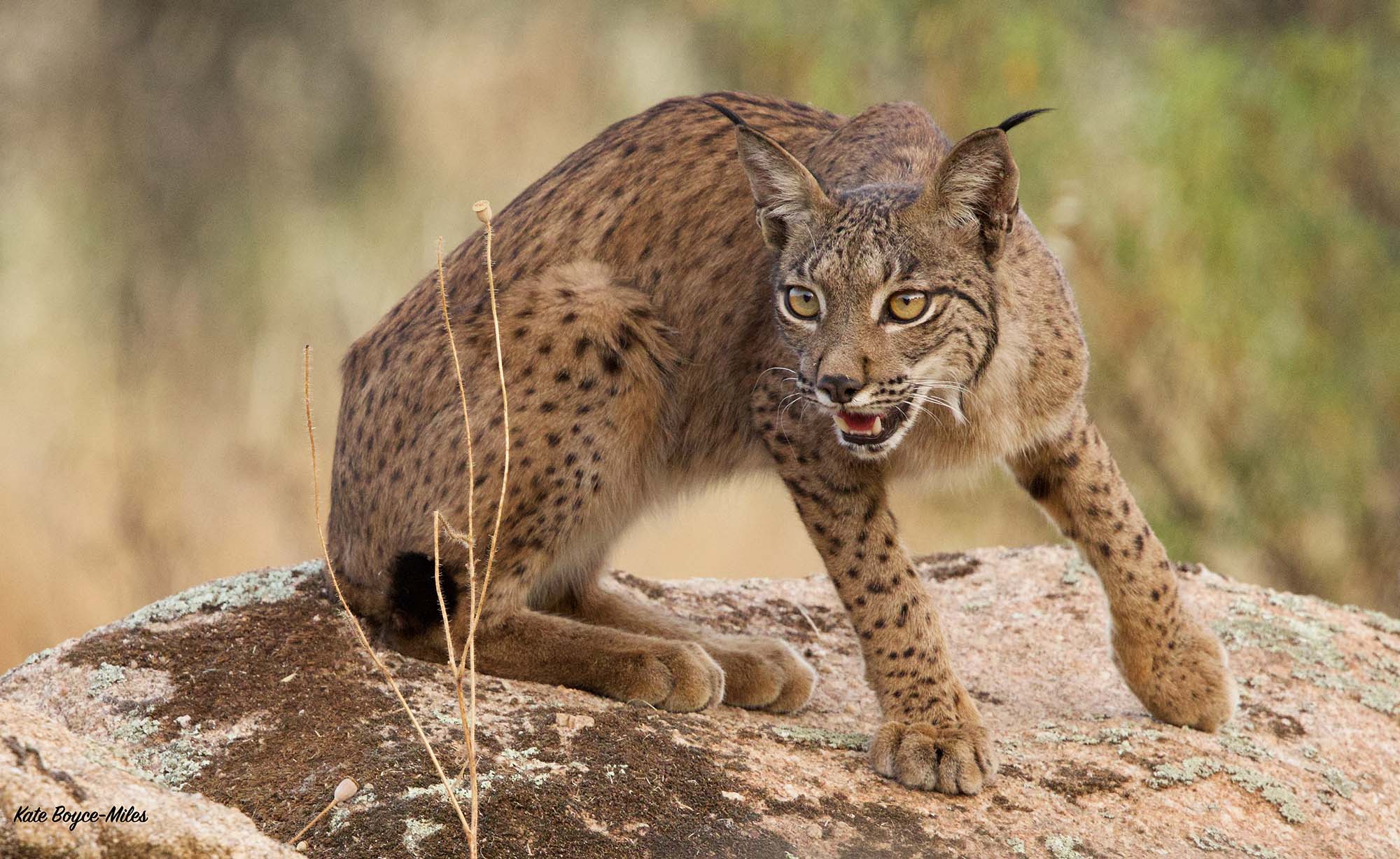 A lynx on a rock with its mouth open
