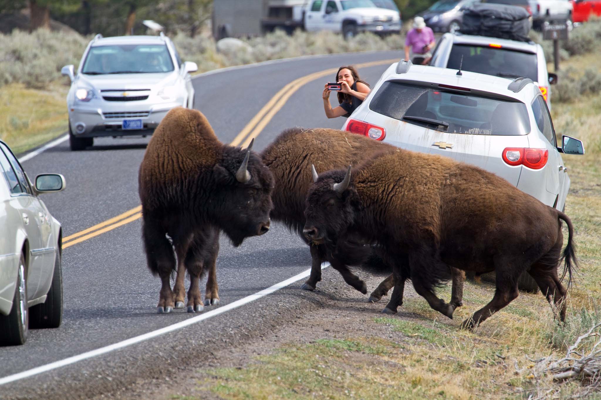 Three bison crossing a road with people watching and taking photos from parked cars