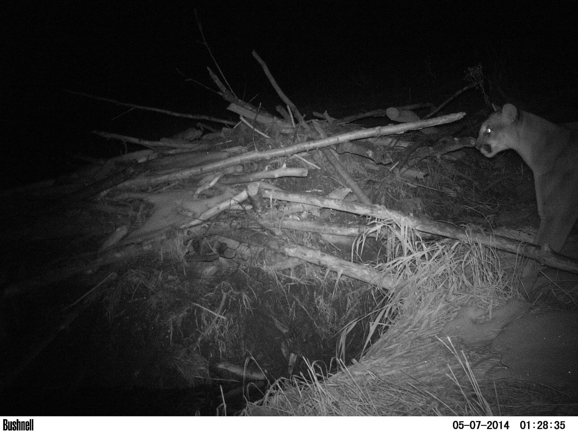 Nighttime view of the stacked and secured wood of a beaver dam with a cougar at right