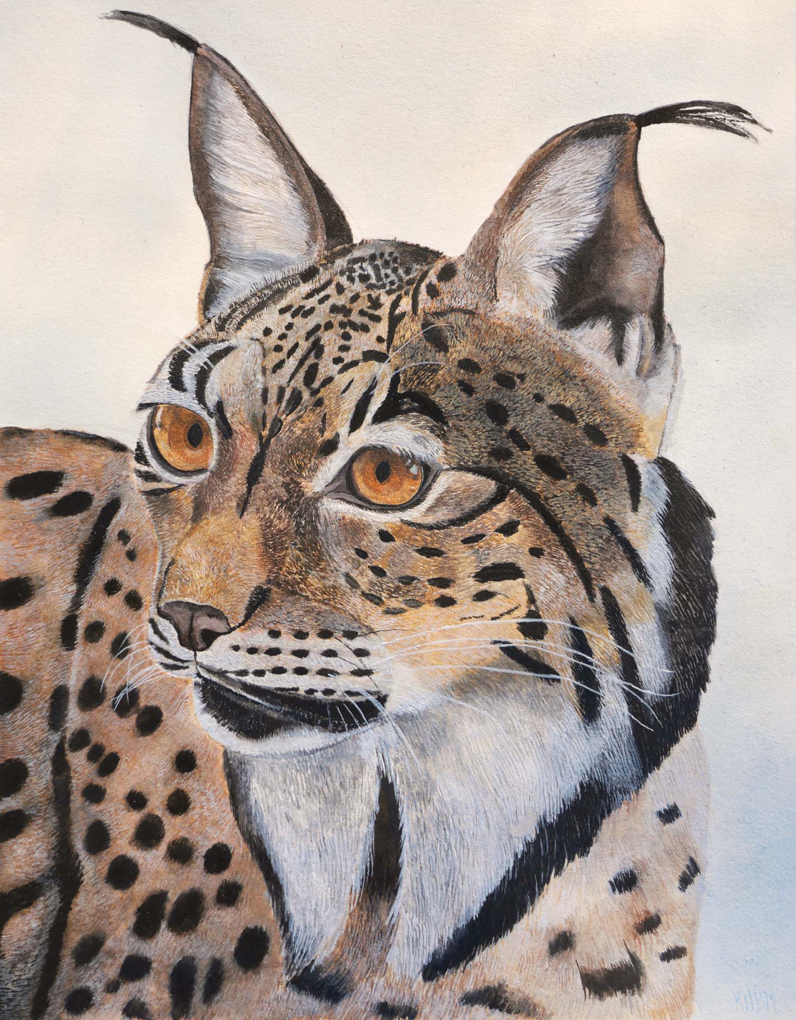 painting of an Iberian lynx