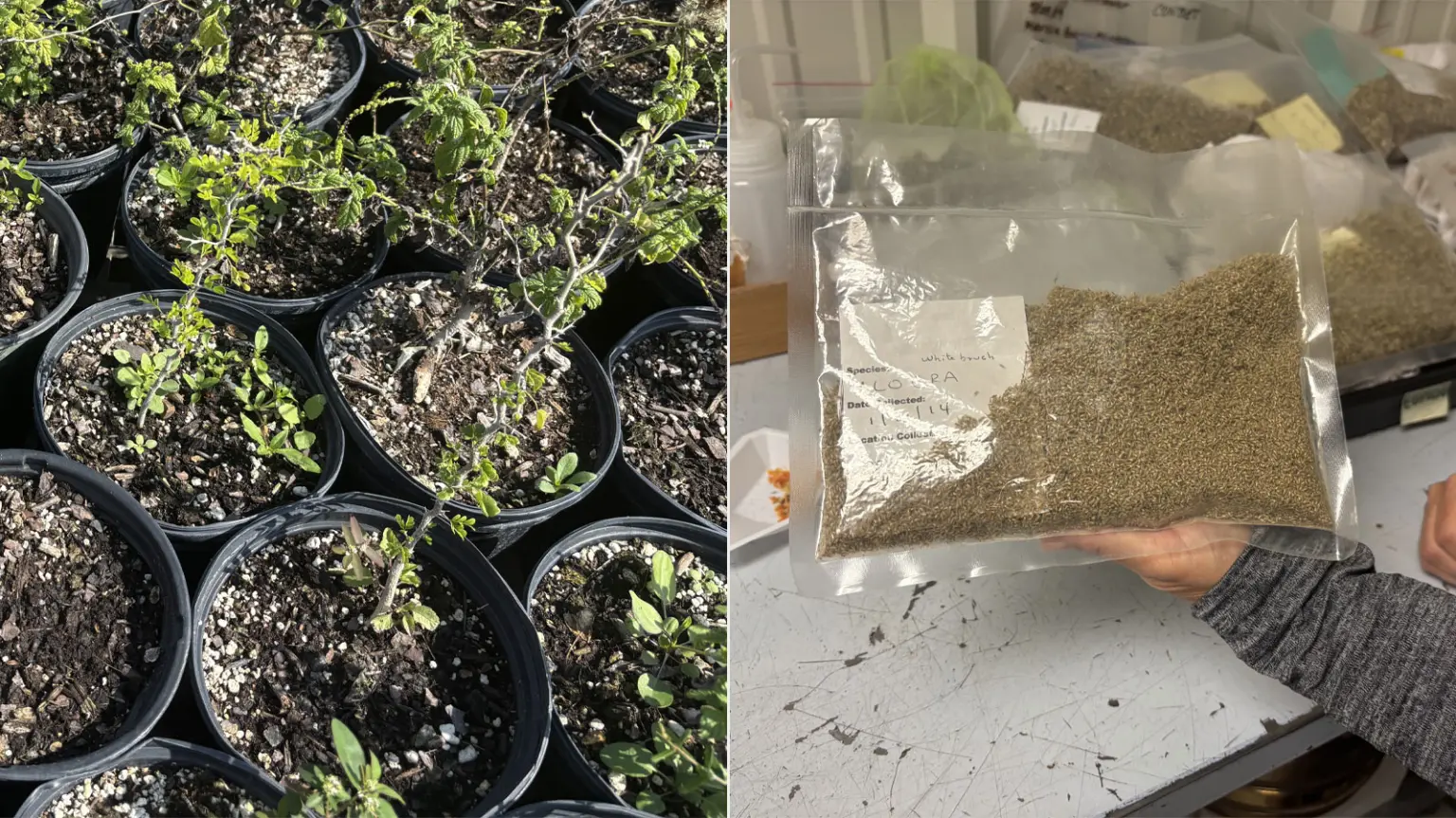 A left, seedlings in round plastic pots in the sun. At right, a hand holding a plastic bag filled with seeds.