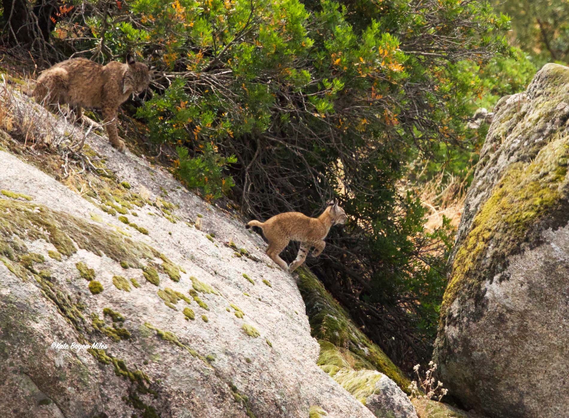 A young lynx preparing to jump while an adult watches
