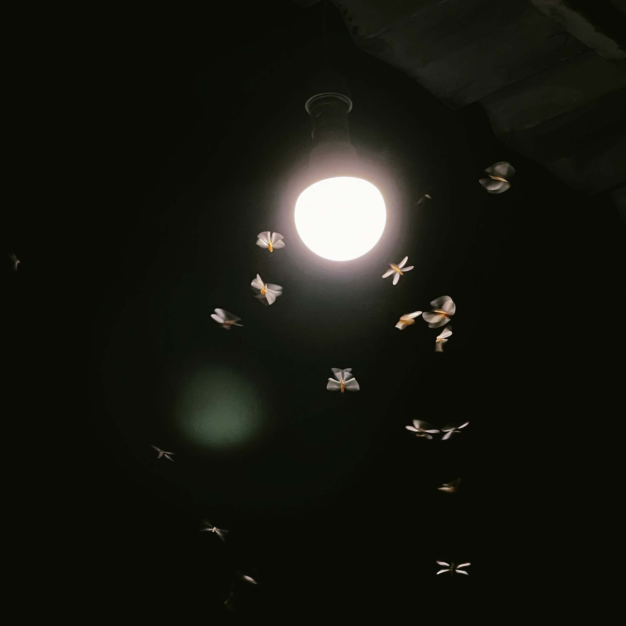 Insects flying around an outdoor light at nighttime