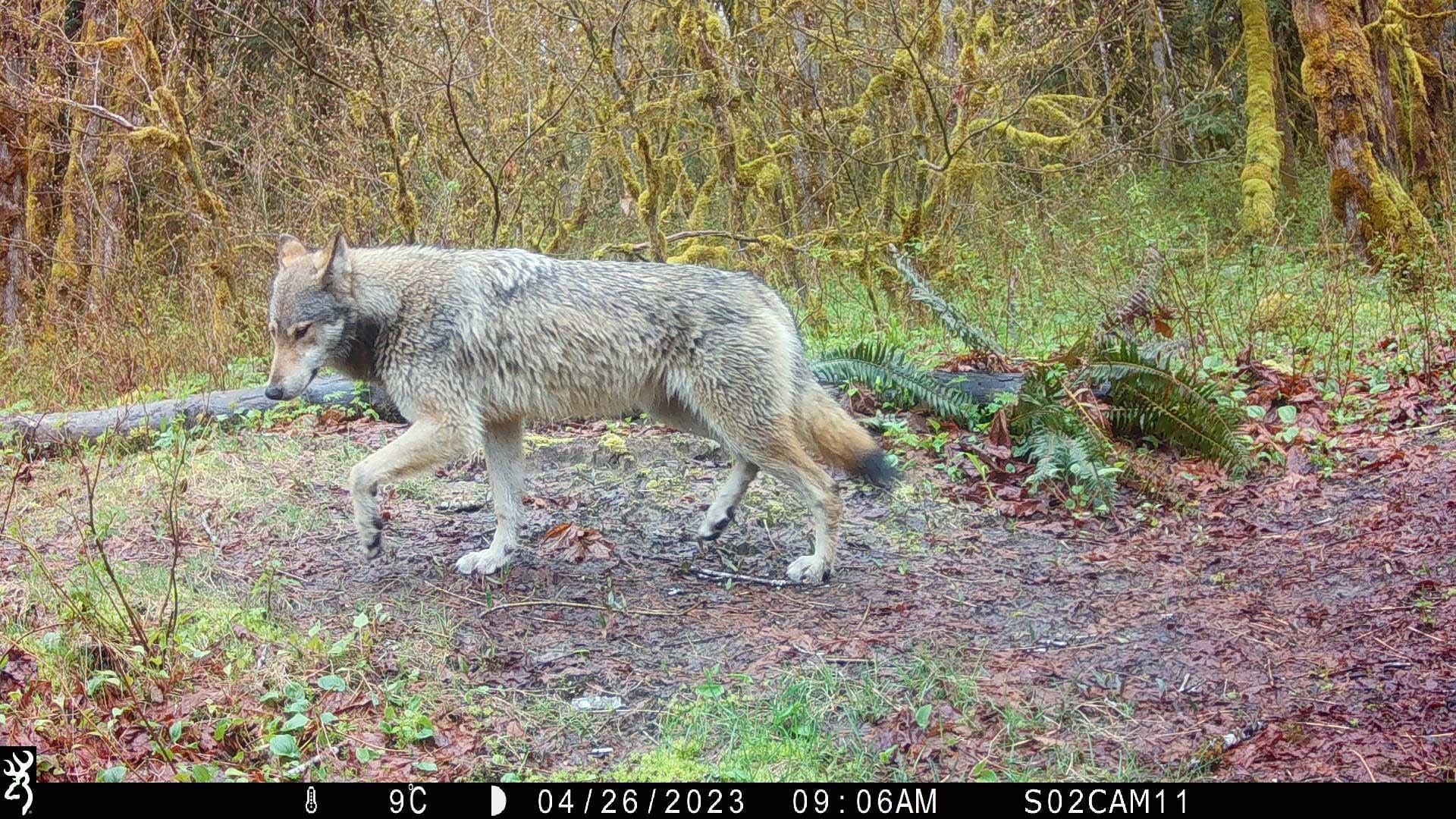 A camera trap shot of a wolf walking in the forest