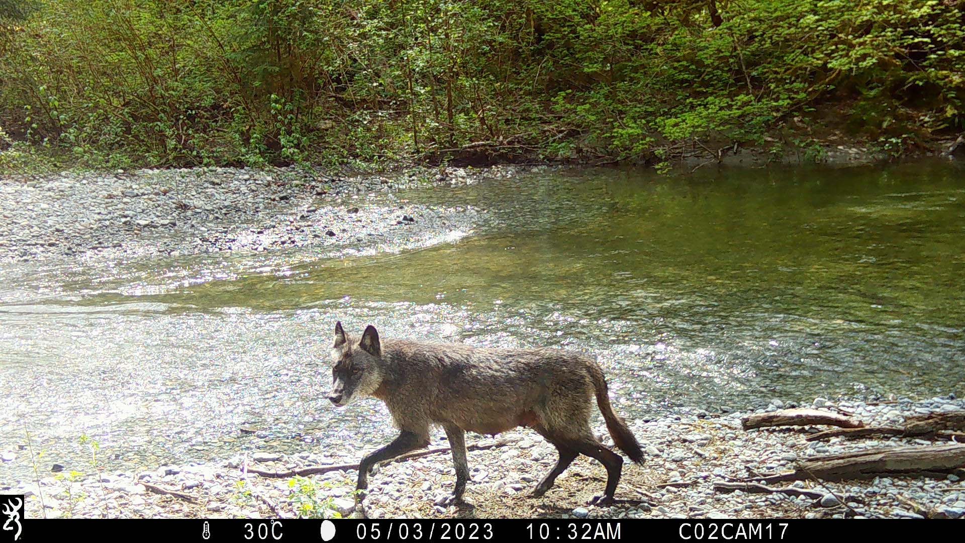 A camera trap shot of a wolf walking along a riverbed