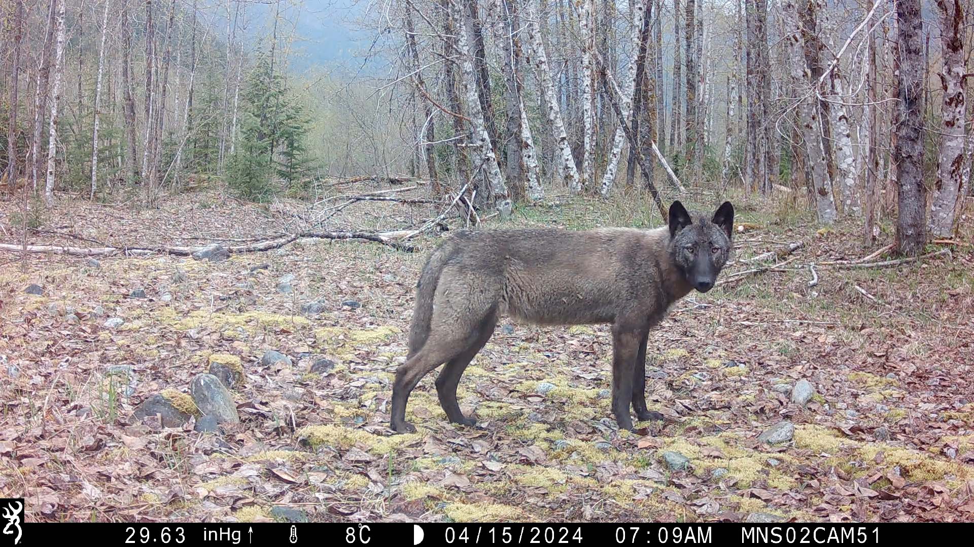 A camera trap shot of a wolf standing in the forest