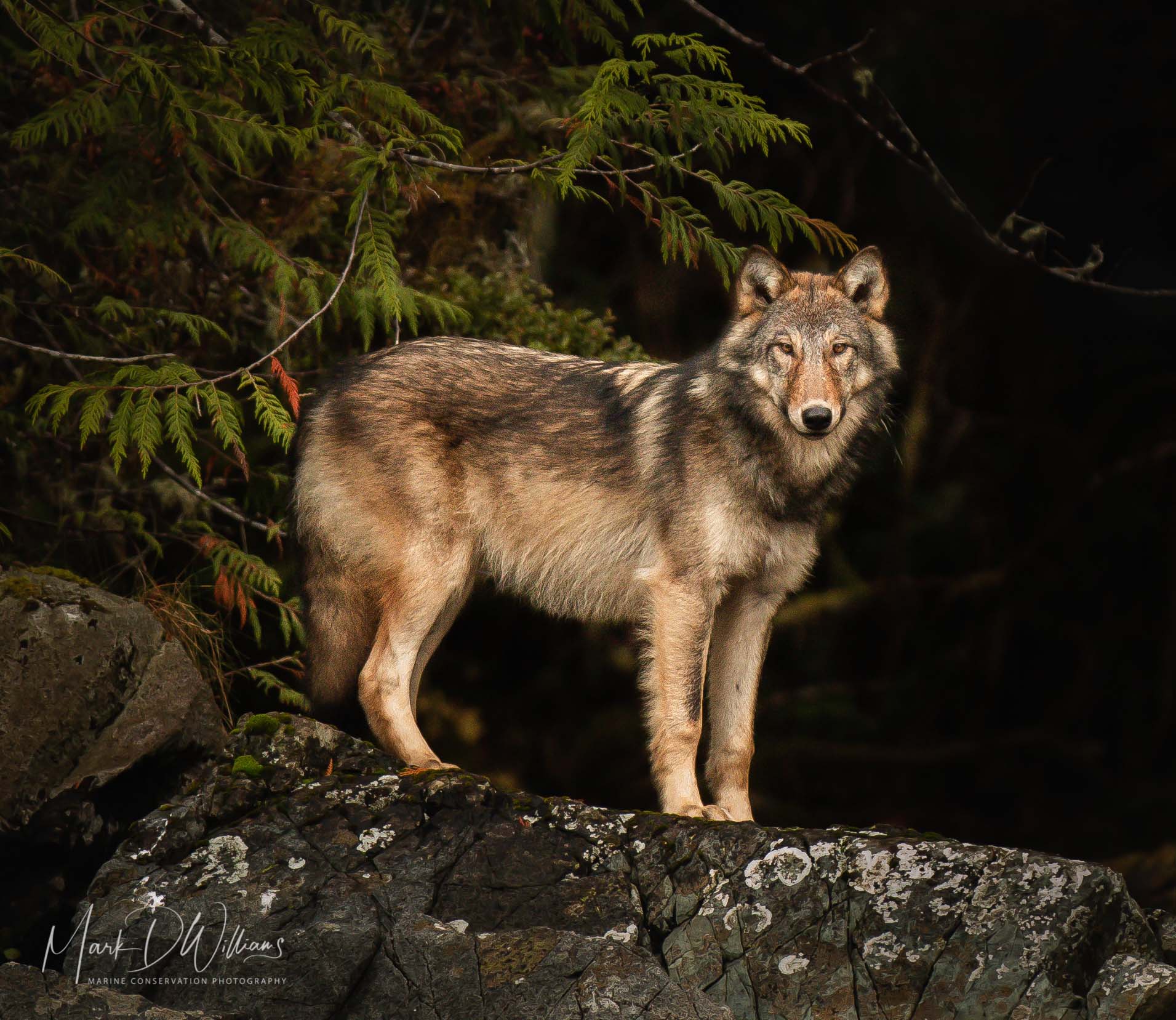 A wolf standing on a lichen-covered rock looking at the camera