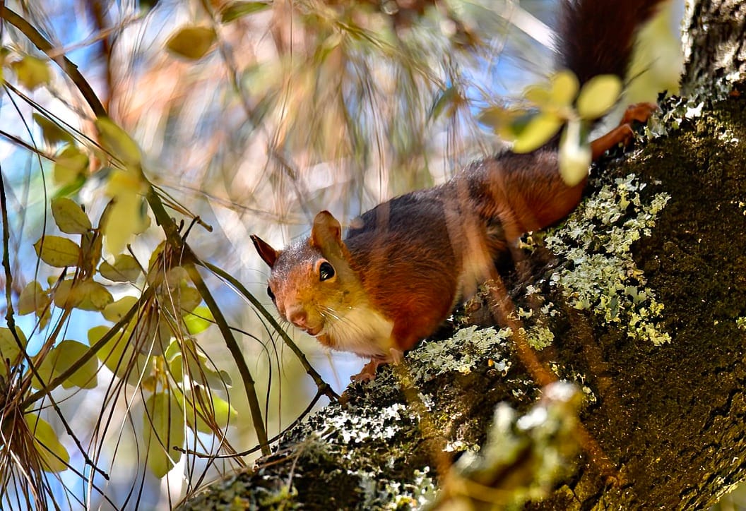 Looking up at a red squirrel perched on the trunk of a tree