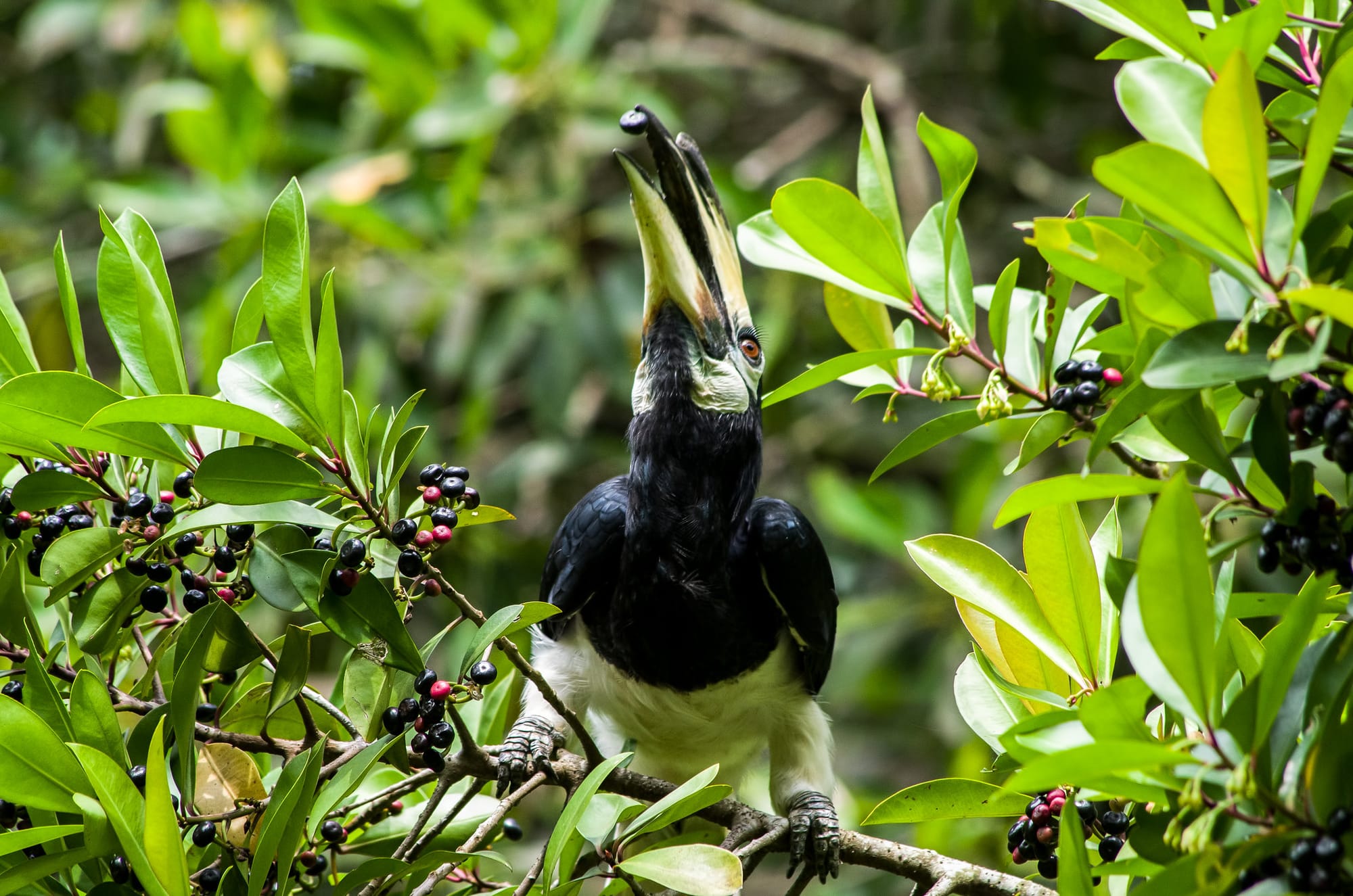A black-and-white bird reaching its large beak up to the sky with a berry in it, while perched on a tree growing dark berries