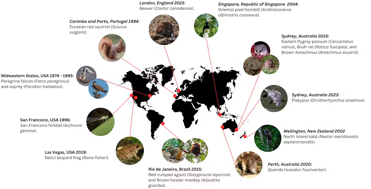 World map graphic pointing out various urban rewilding success stories such as leopard frogs in Las Vegas