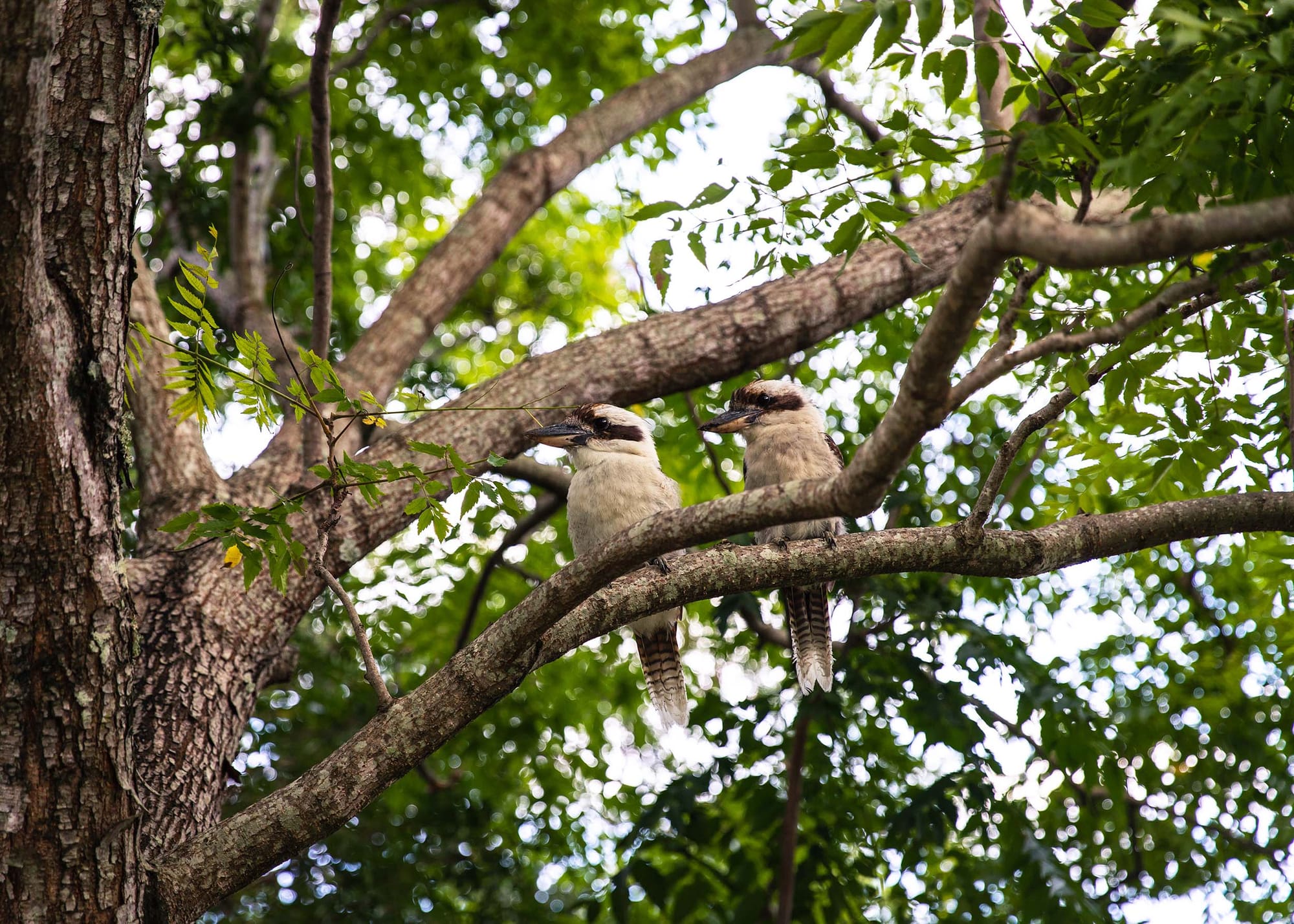 Two birds perched on a tree branch
