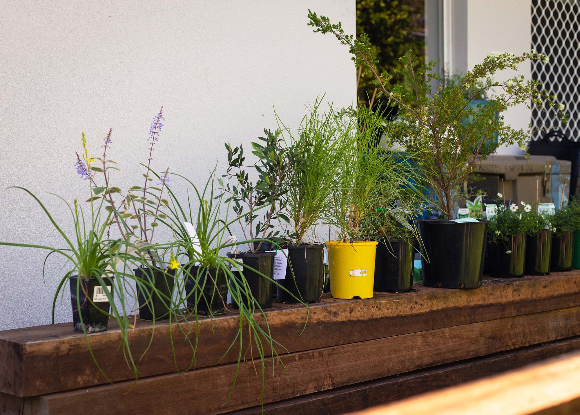 Plants in pots lined up along a wooden fence, with the exterior wall of a house behind