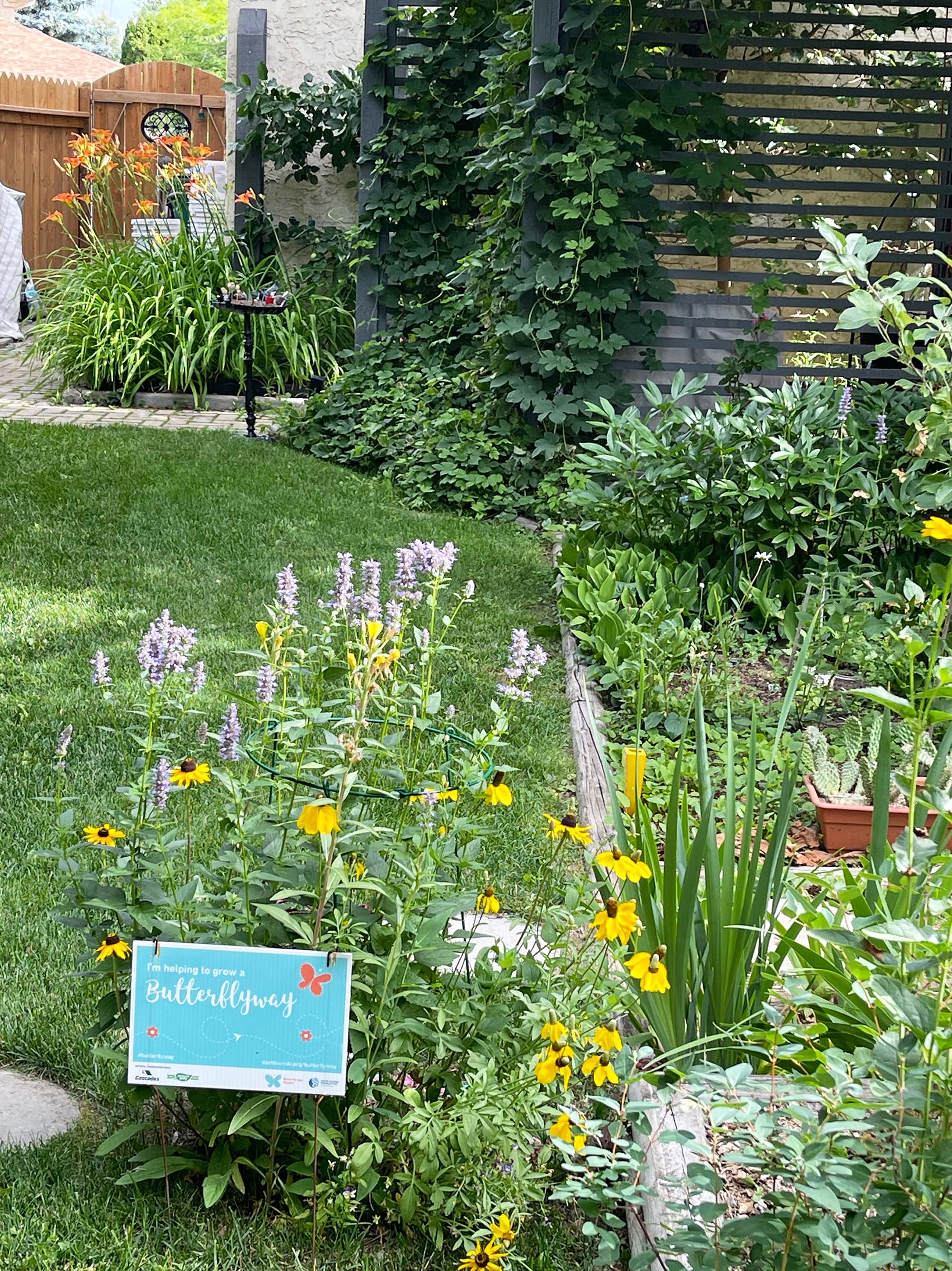 A backyard garden with flowering pollinator plants in the foreground