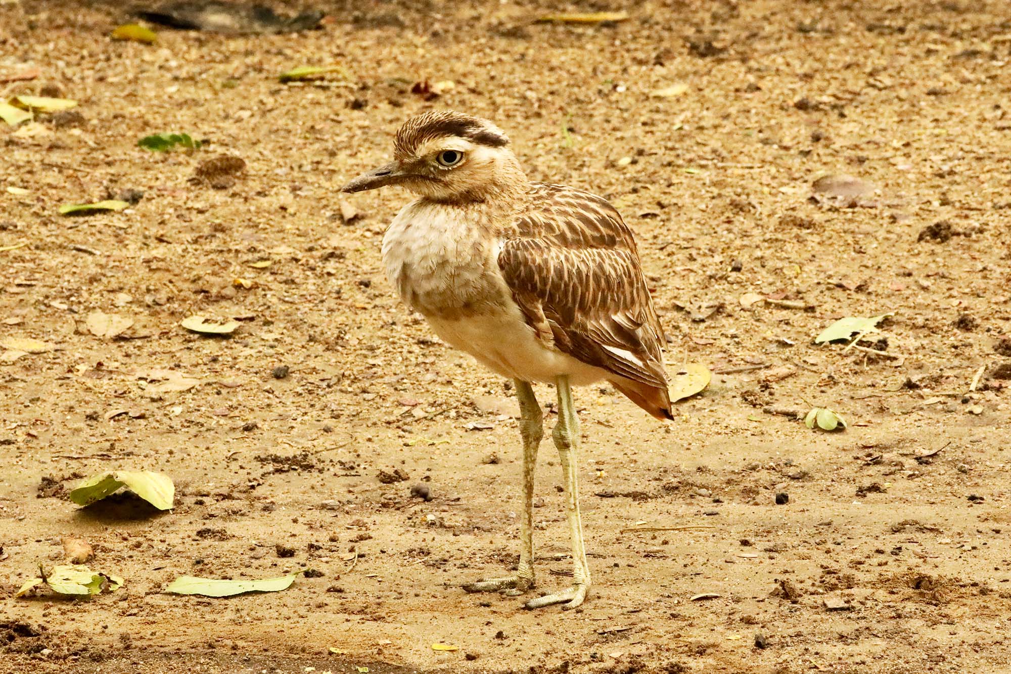 A grumpy-looking brown bird with long legs standing on brown sandy ground