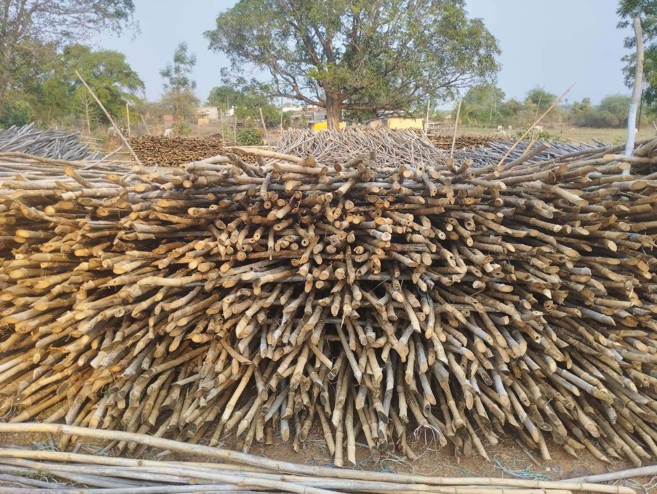 Large numbers of bamboo sticks piled up outdoors