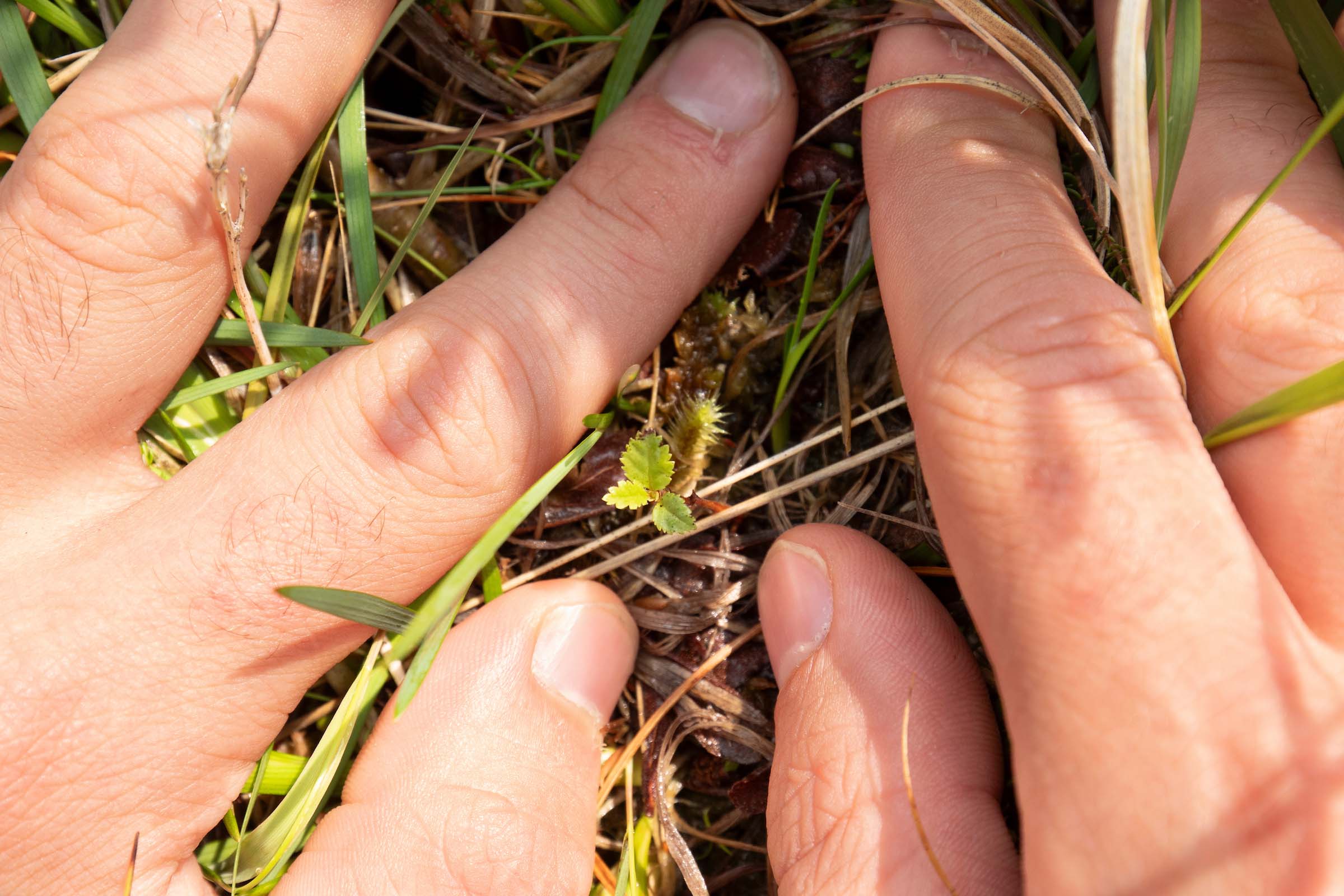 Close-up of a tiny seedling growing out of the ground, with hands on either side