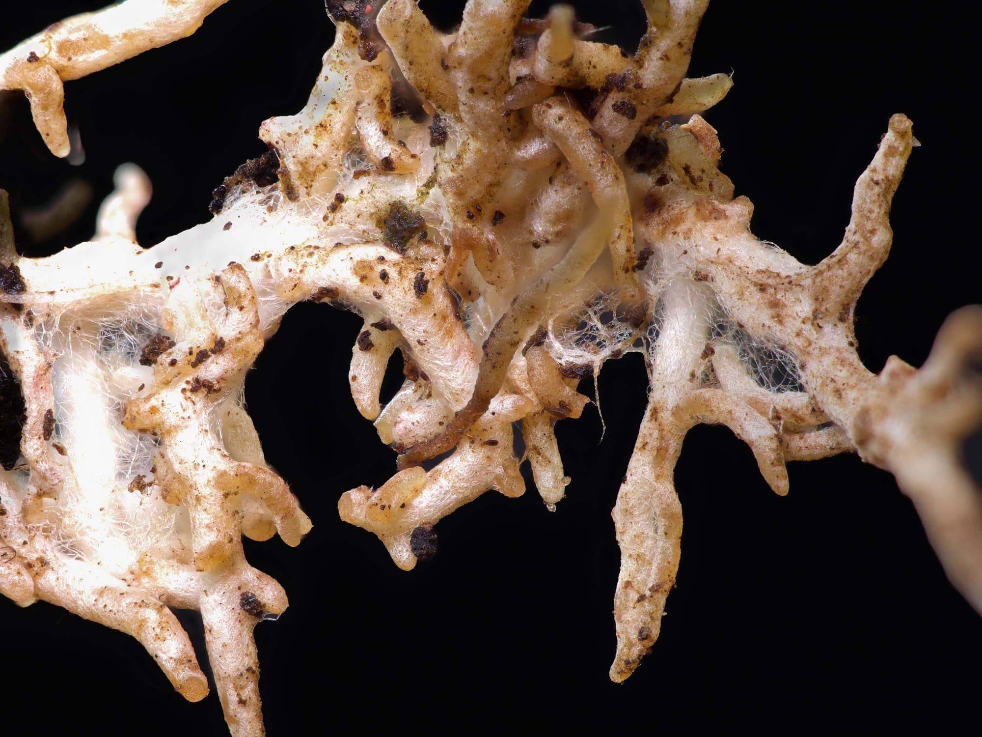 Spiky white-and-brown growths on a black background