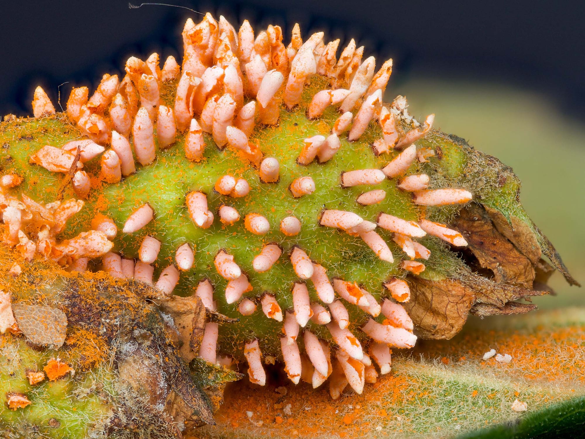 Orangey-coral spikes and orange fuzz growing out of something green