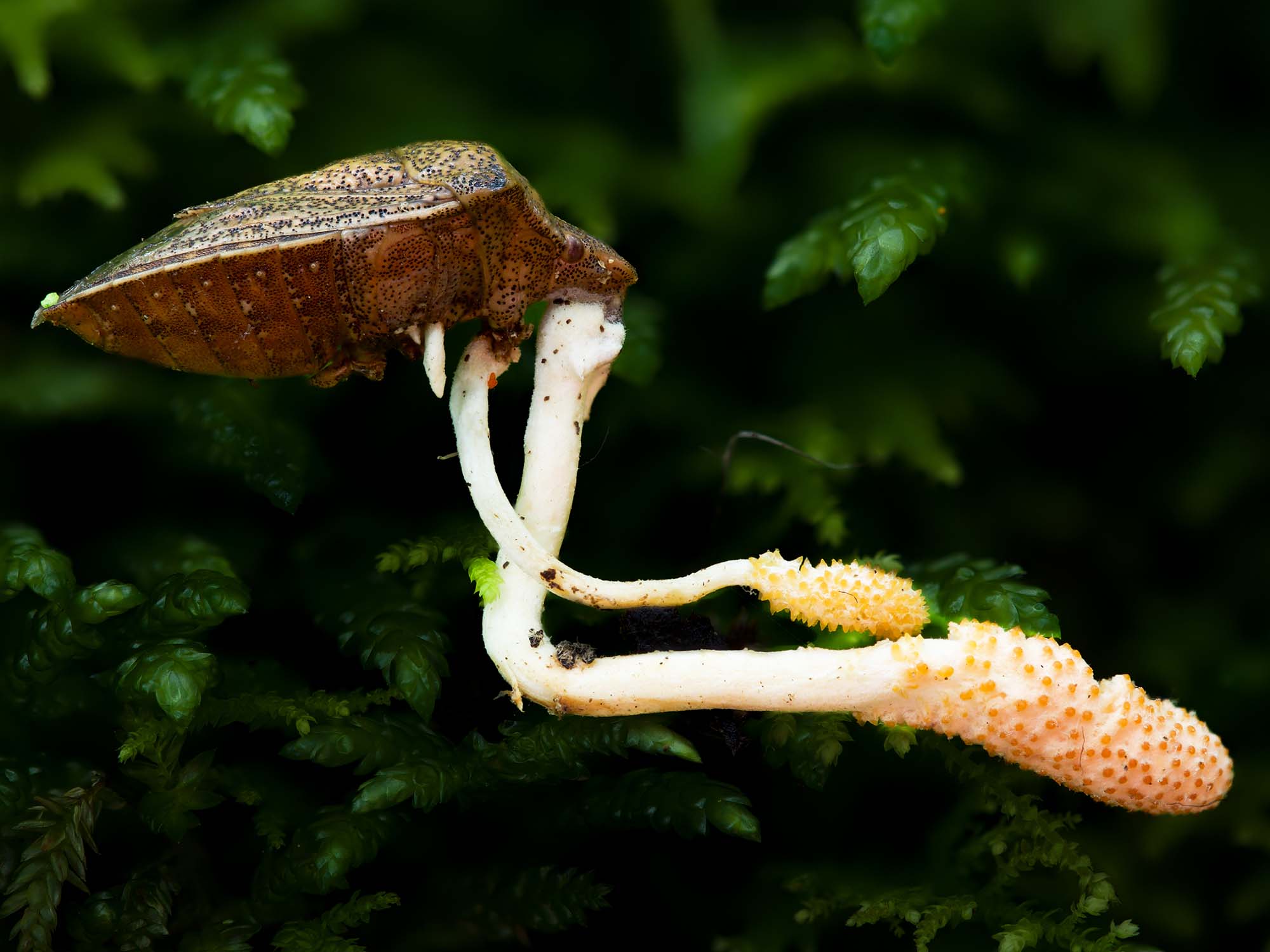 Long white bendy Q-tip like mushrooms growing out of a brown insect with a forest background