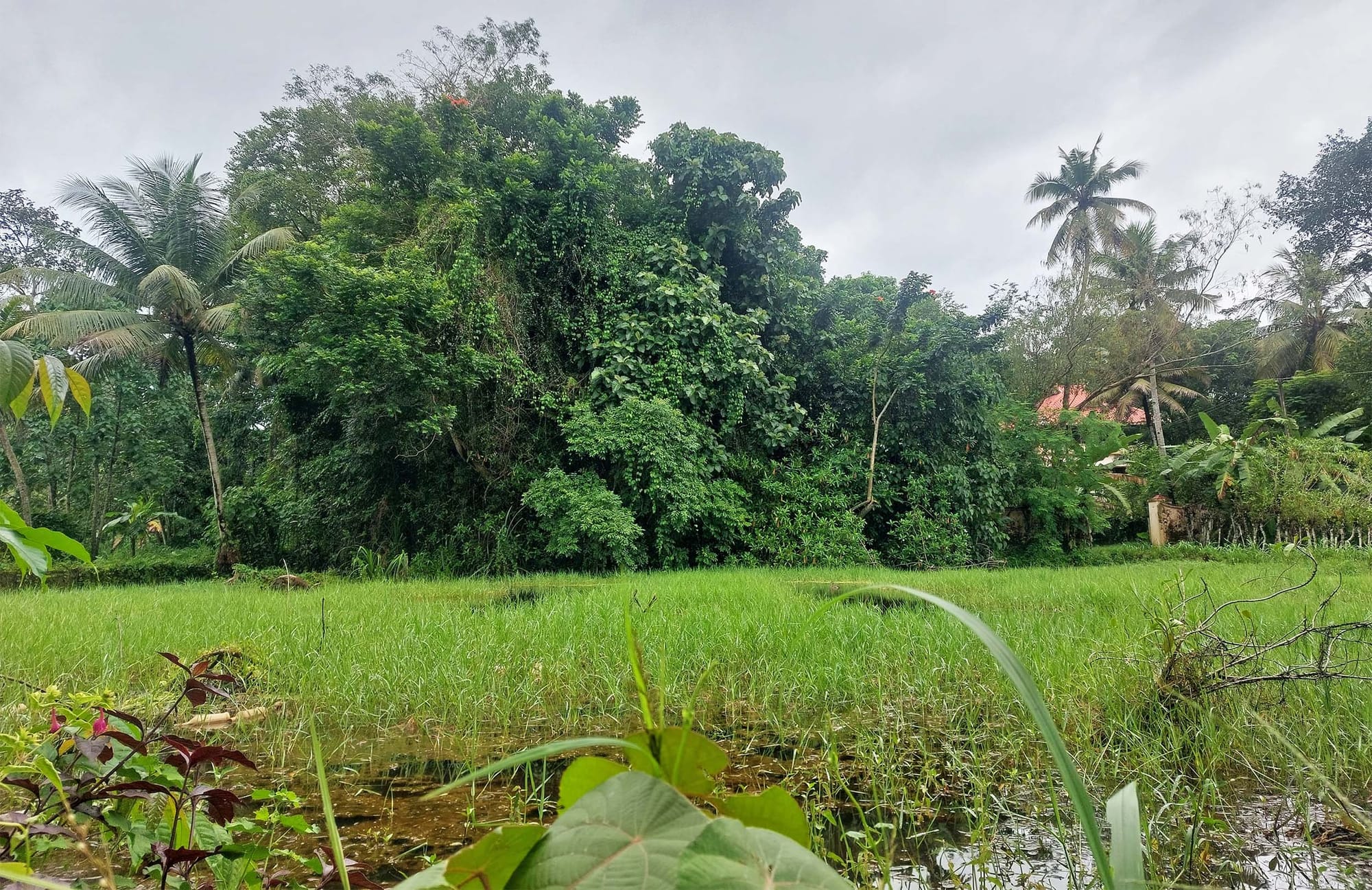 Outdoor scene: a grassy wet area in foreground with thick, lush trees in the background