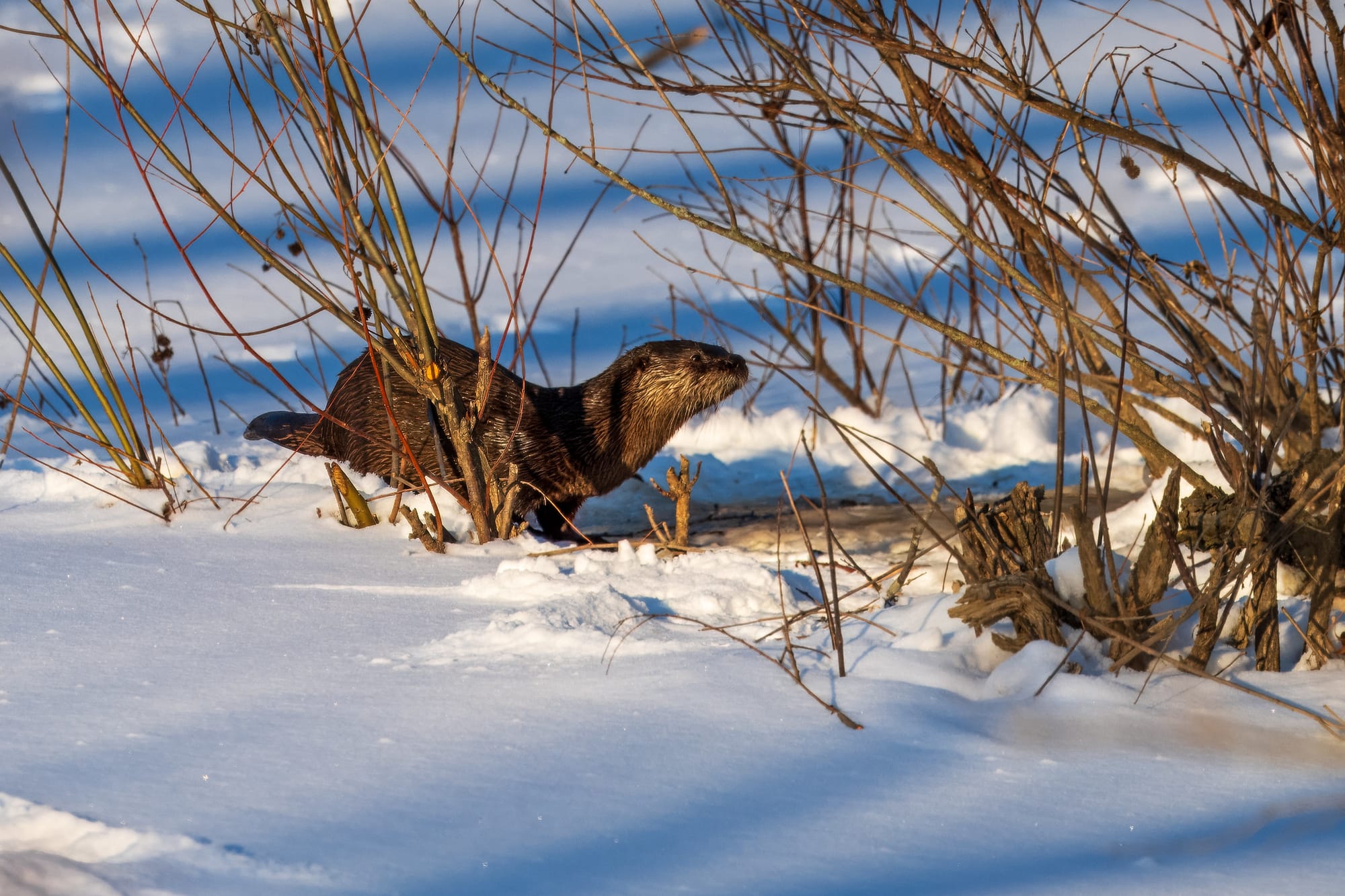 An otter walking across snow next to bare-branched bushes