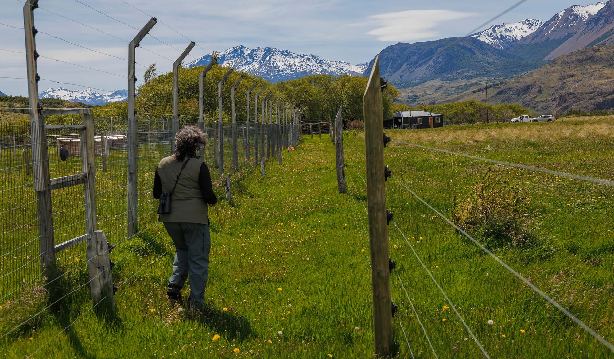 A person walks away from camera between two fences, along grass, with snow-topped mountains in the background