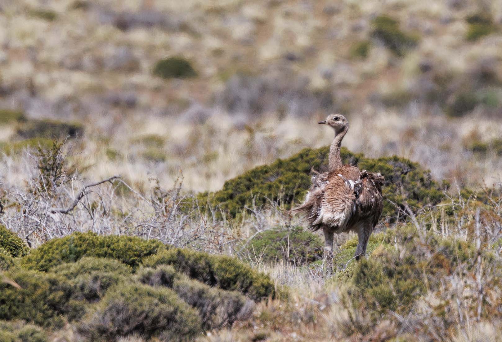 A large brown bird with a long neck looks to the left amidst brown and green scrub